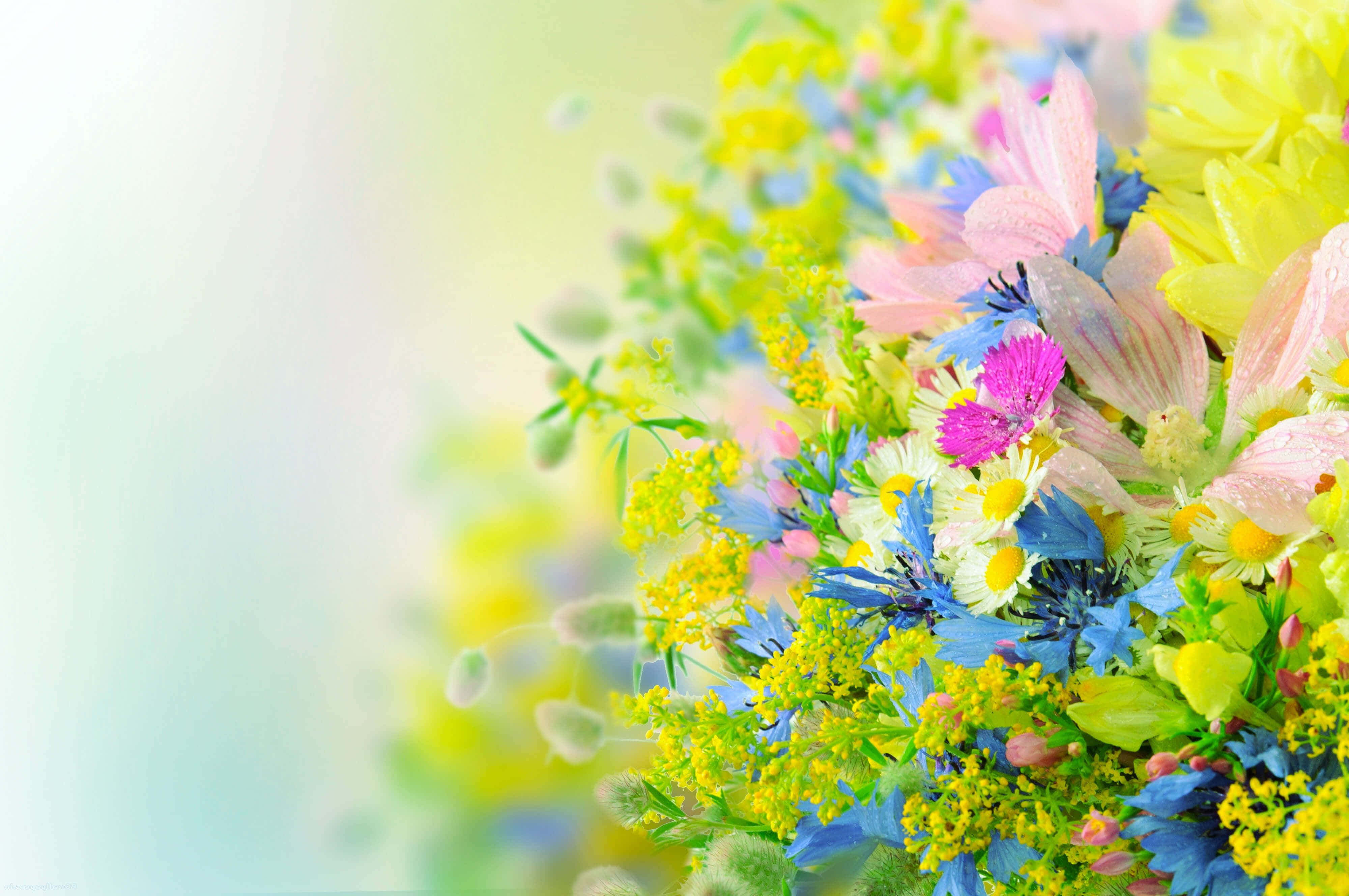 vibrant spring floral arrangement, pink daisies, blue cornflowers, 4K Desktop Wallpaper
