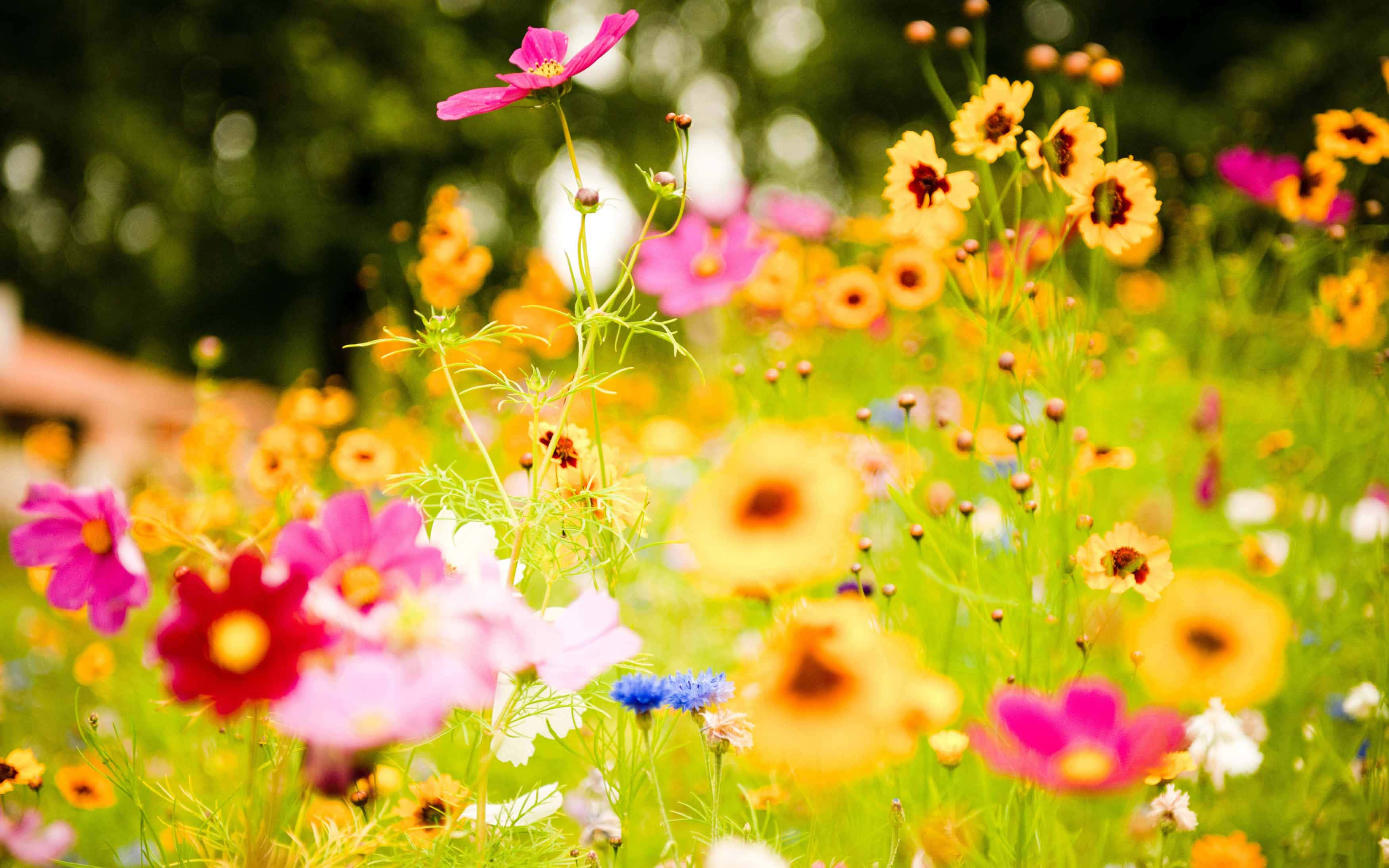 vibrant cosmos flowers, pink yellow and blue, sunlit meadow, 2K Desktop Wallpaper