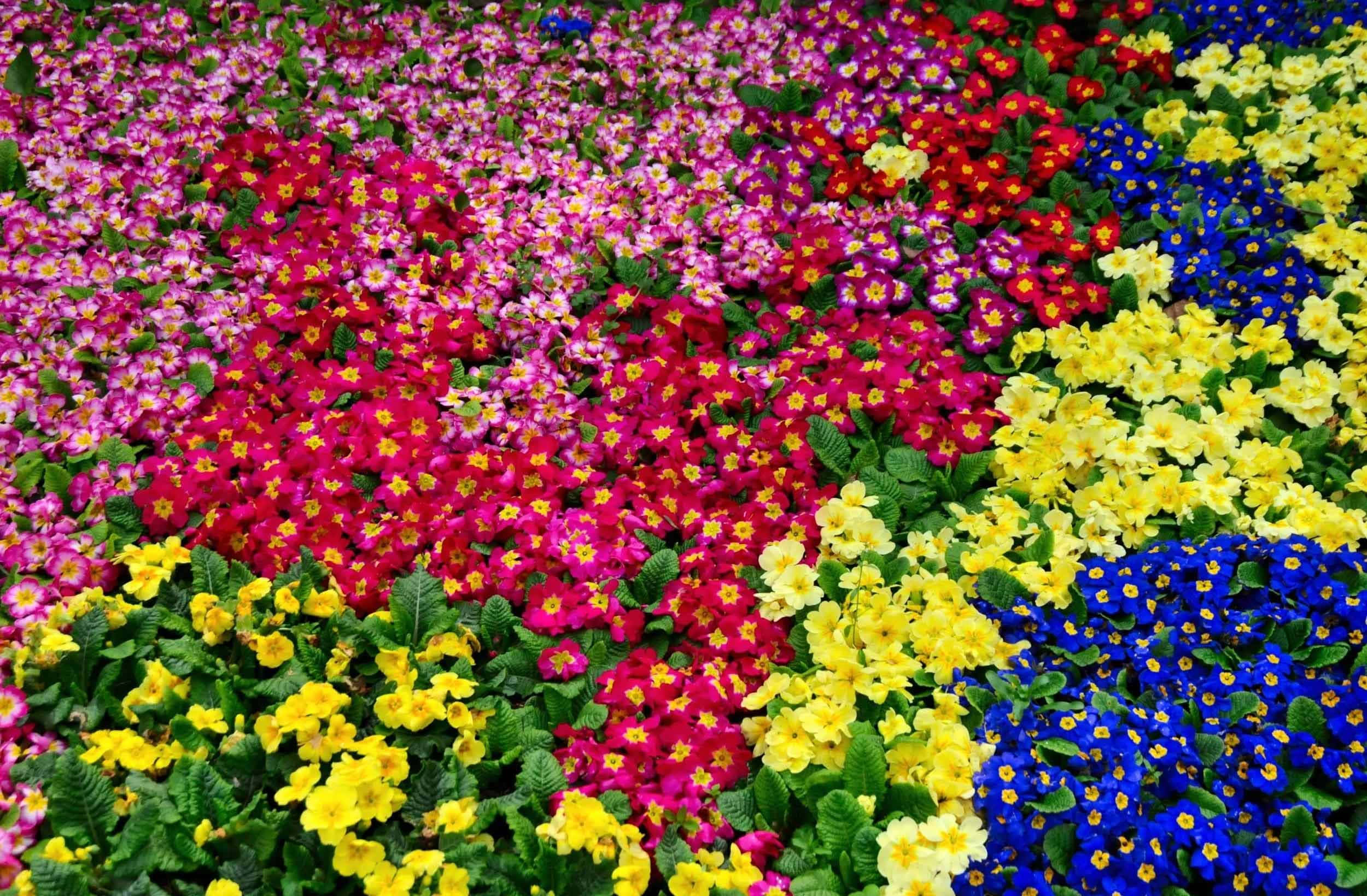 primroses, pink, red, Full HD Desktop Wallpaper