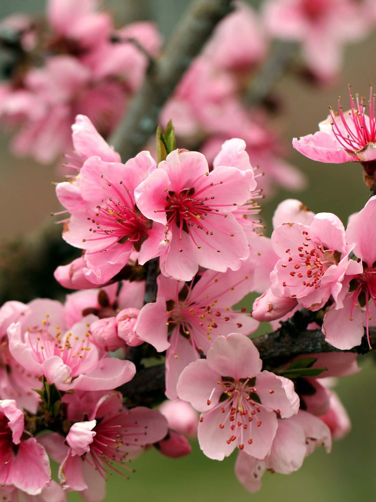 vibrant pink blossoms, delicate pink peach blossoms, intricate stamens, Full HD Phone Wallpaper
