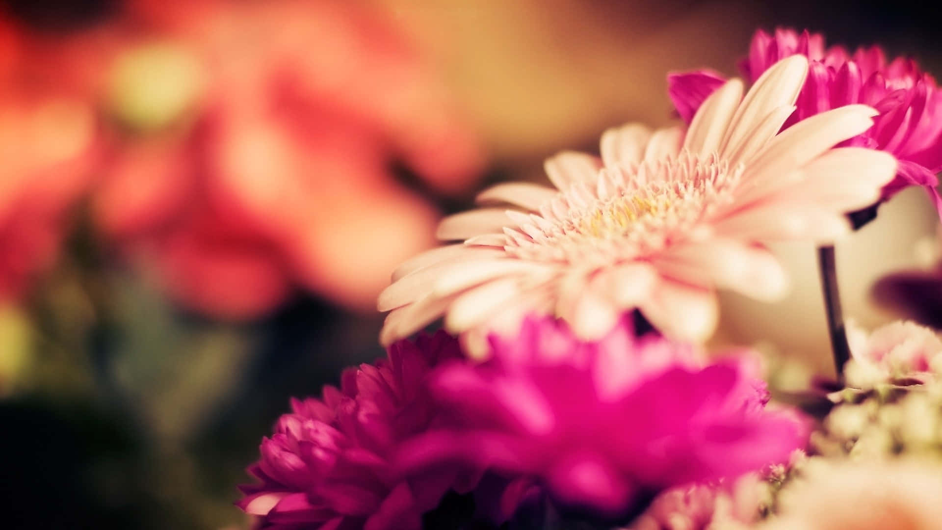 vibrant pink gerbera daisies, peach gerbera daisies, warm golden lighting, Full HD Desktop Wallpaper