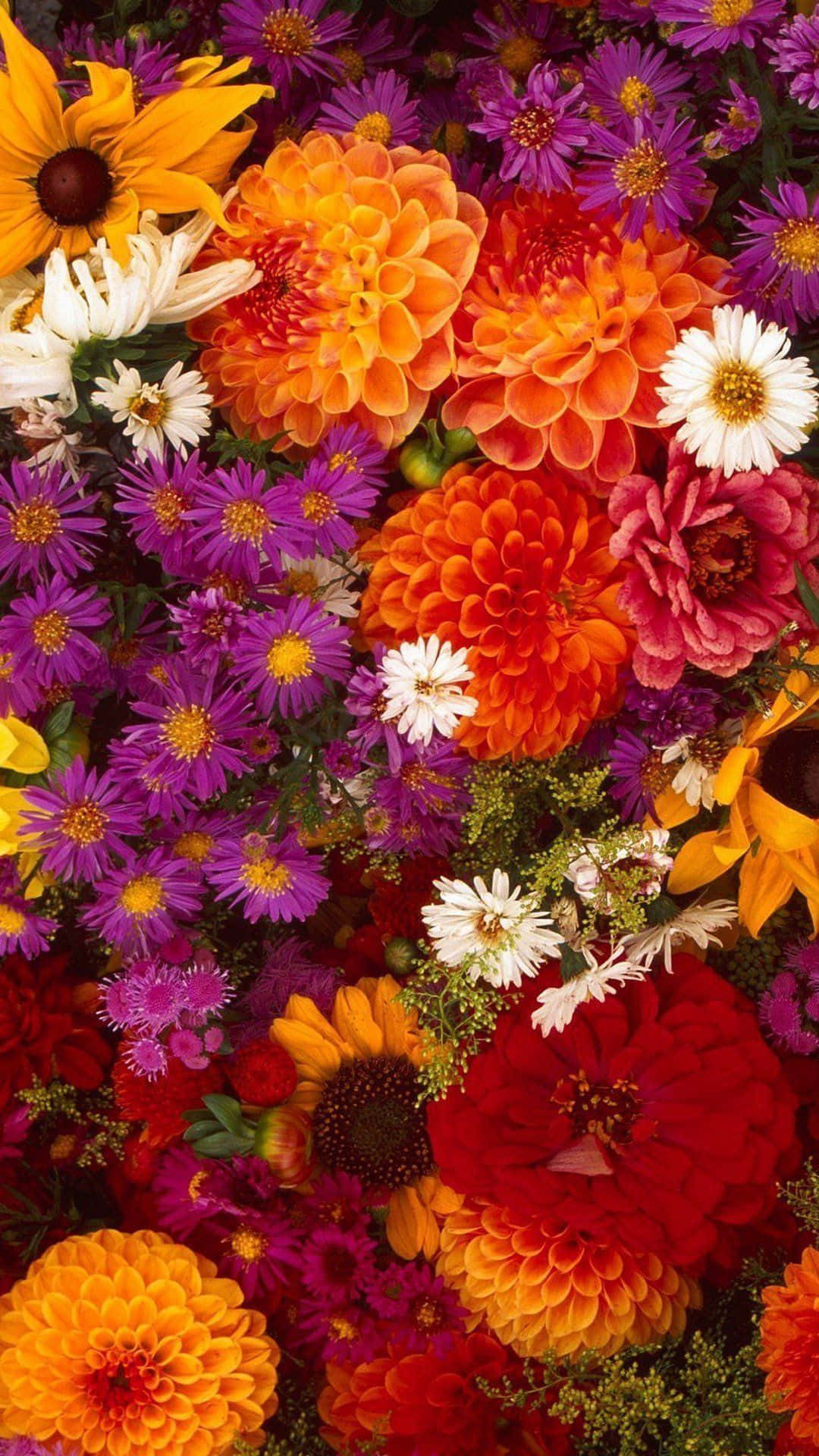 vibrant floral collage, orange dahlias, purple asters, Full HD Phone Wallpaper
