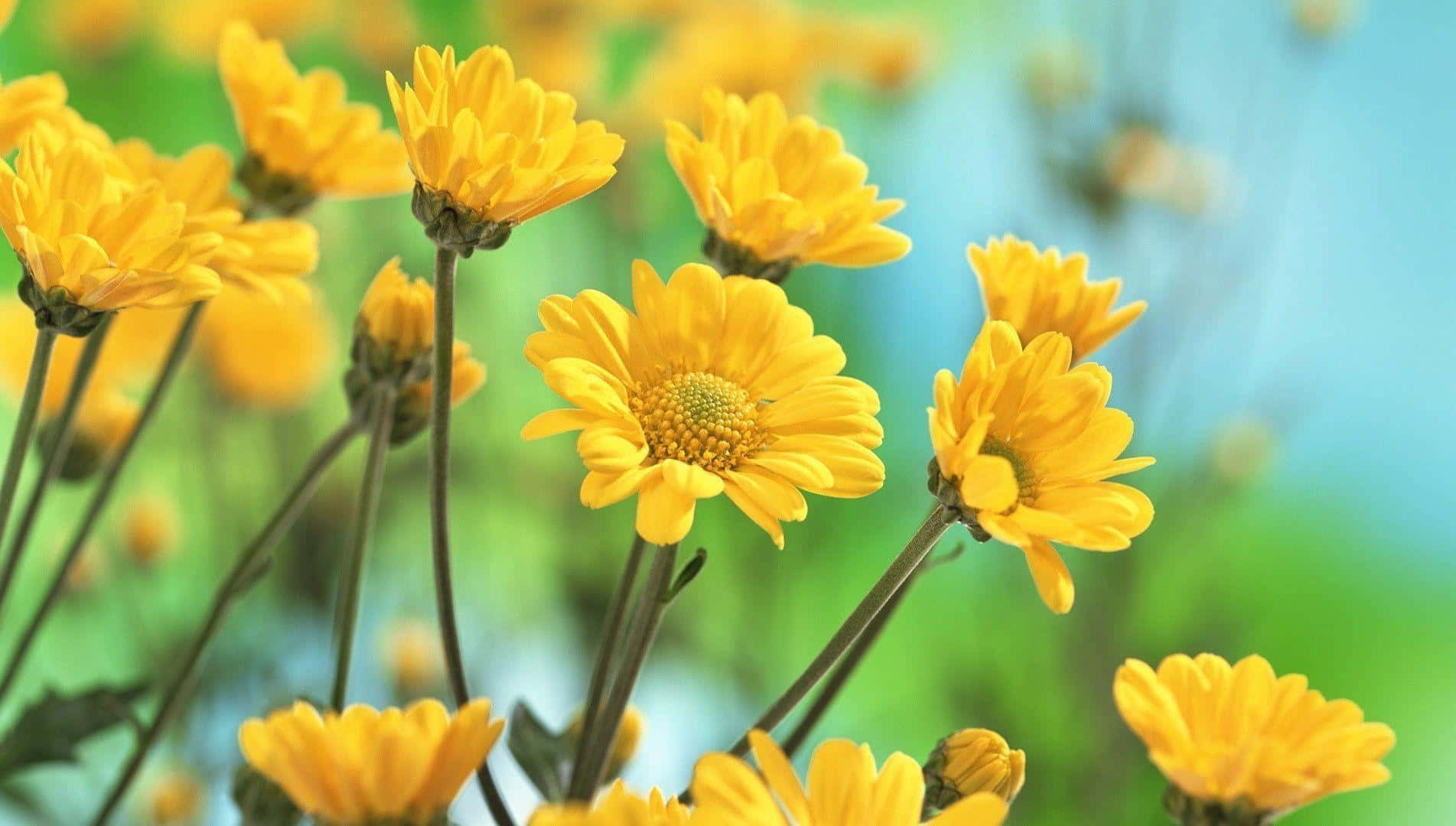 vibrant yellow daisy field, soft focus, dreamy green and blue background, HD Desktop Wallpaper