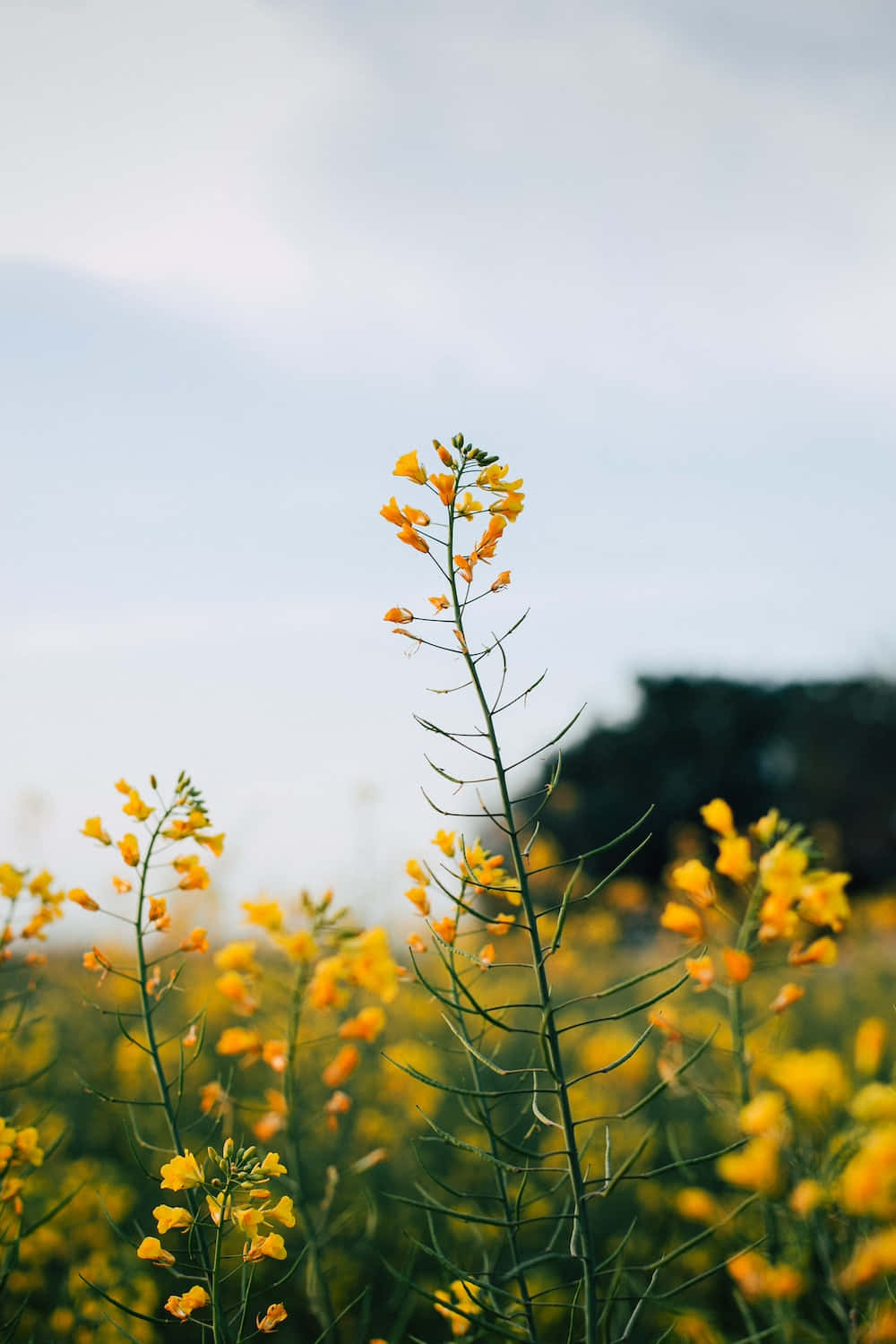 vibrant yellow wildflowers, soft blurred sky, sunlit meadow, HD Phone Wallpaper