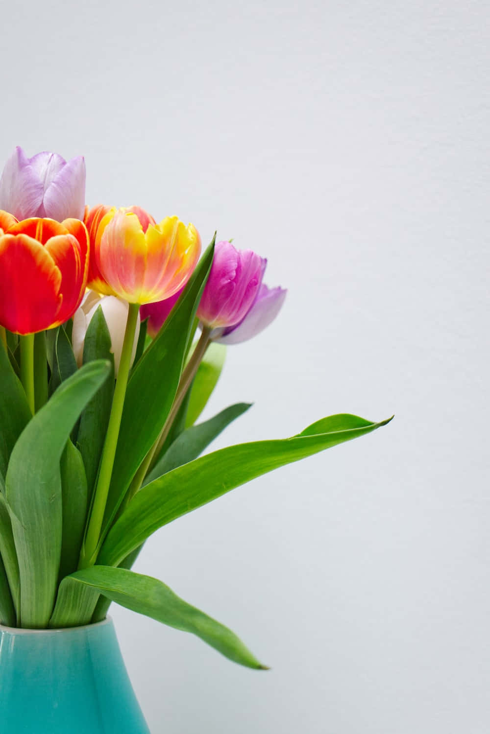 colorful tulips, blue vase, teal vase, HD Phone Wallpaper