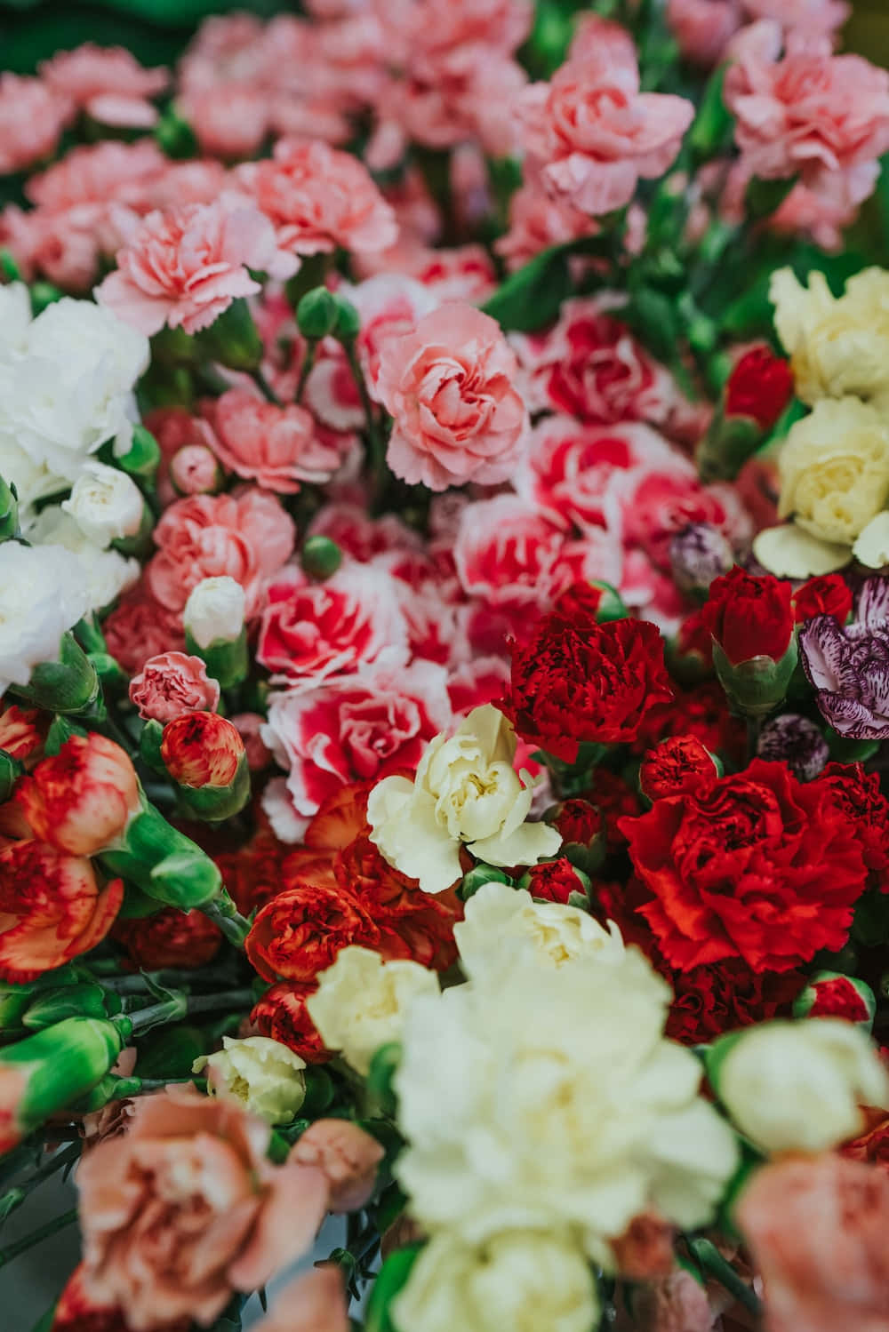 vibrant carnation bouquet, red, pink, HD Phone Wallpaper