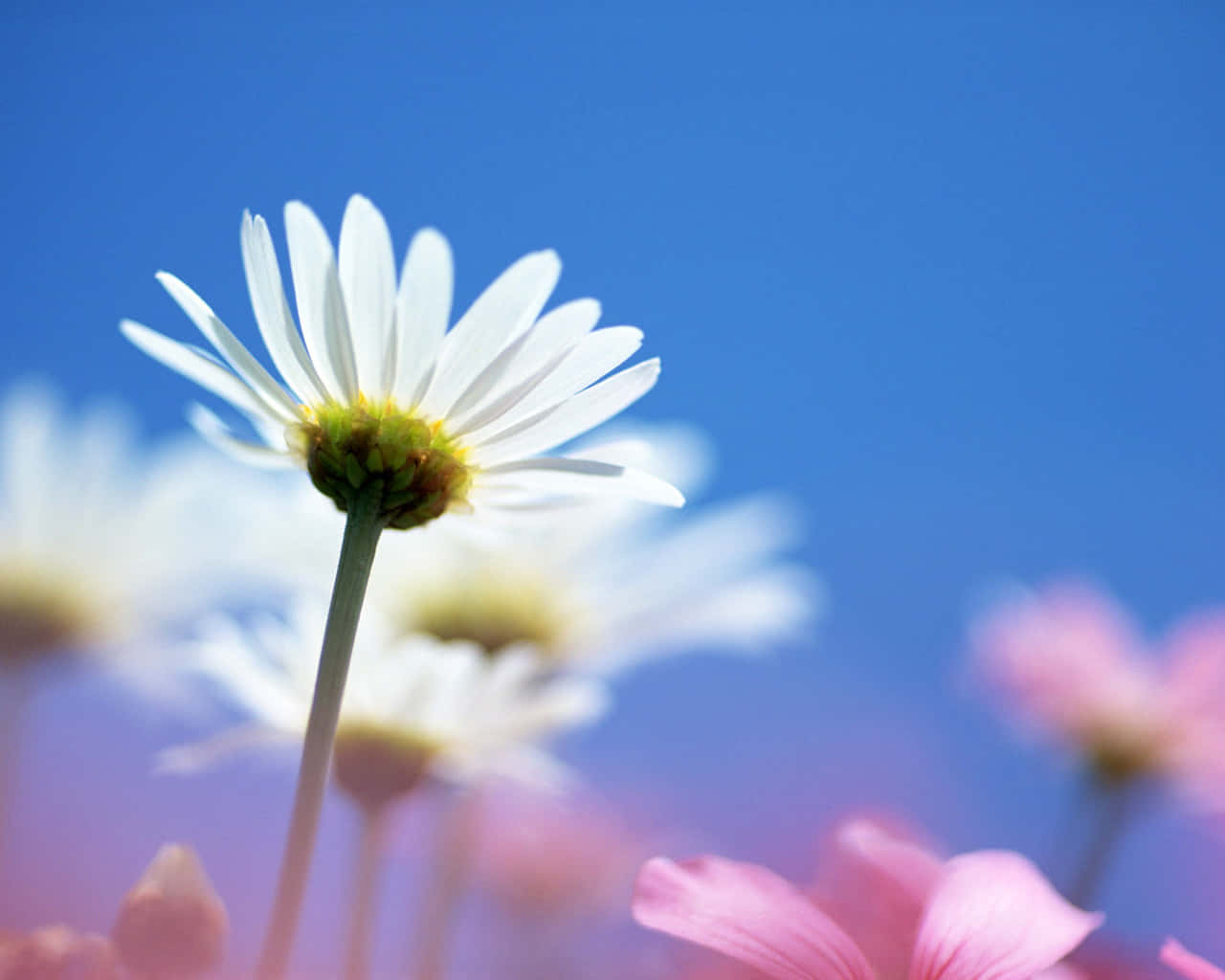 bright daisy, blue sky, white daisy, HD Desktop Wallpaper