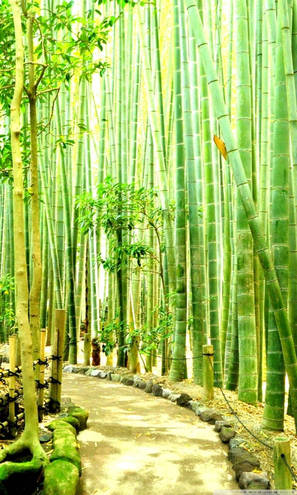 bright, bamboo pathway, iPhone, HD Phone Wallpaper