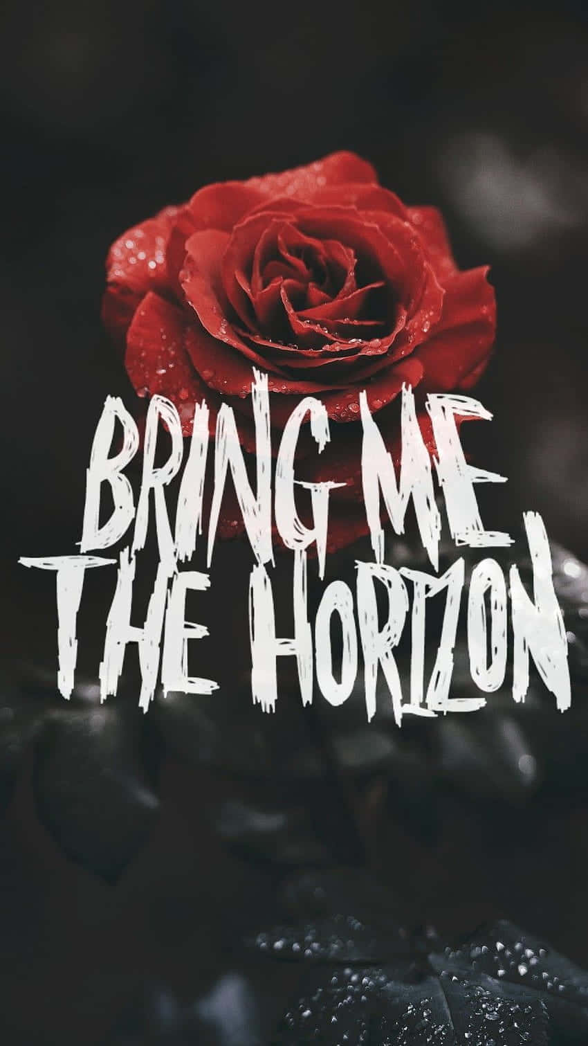 Bring Me The Horizon, rose, vivid red, HD Phone Wallpaper
