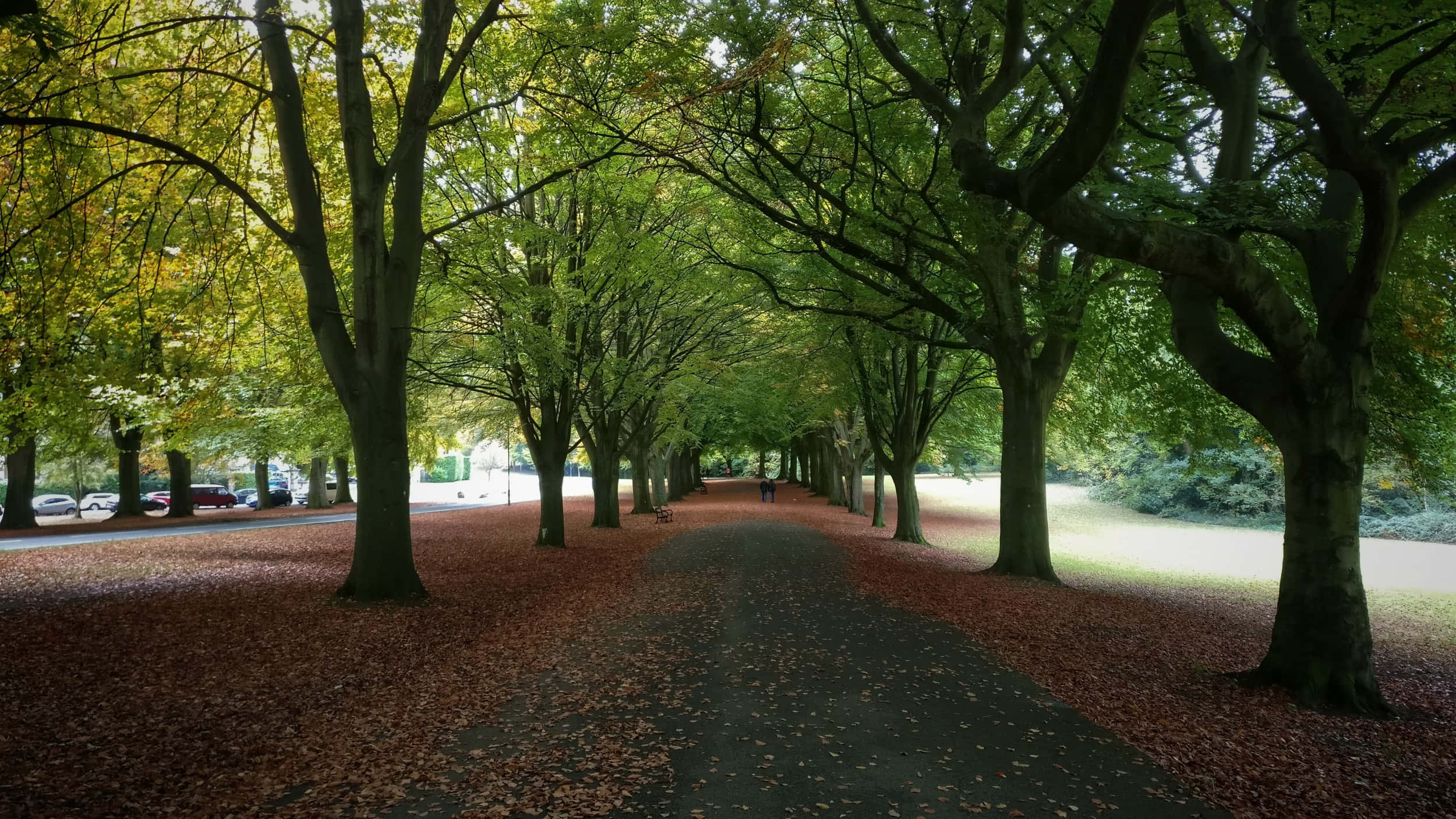 autumn pathway, Bristol U K, red autumn leaves, Full HD Desktop Wallpaper