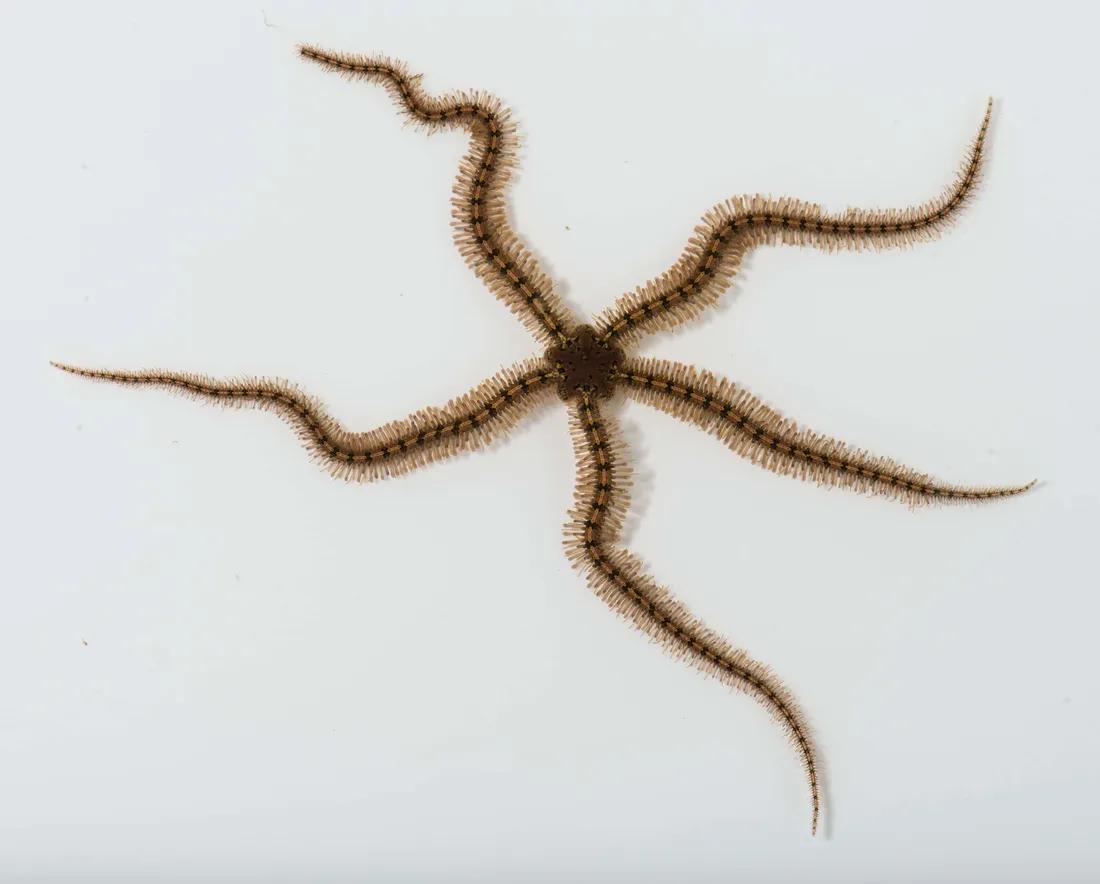 Brittle Star