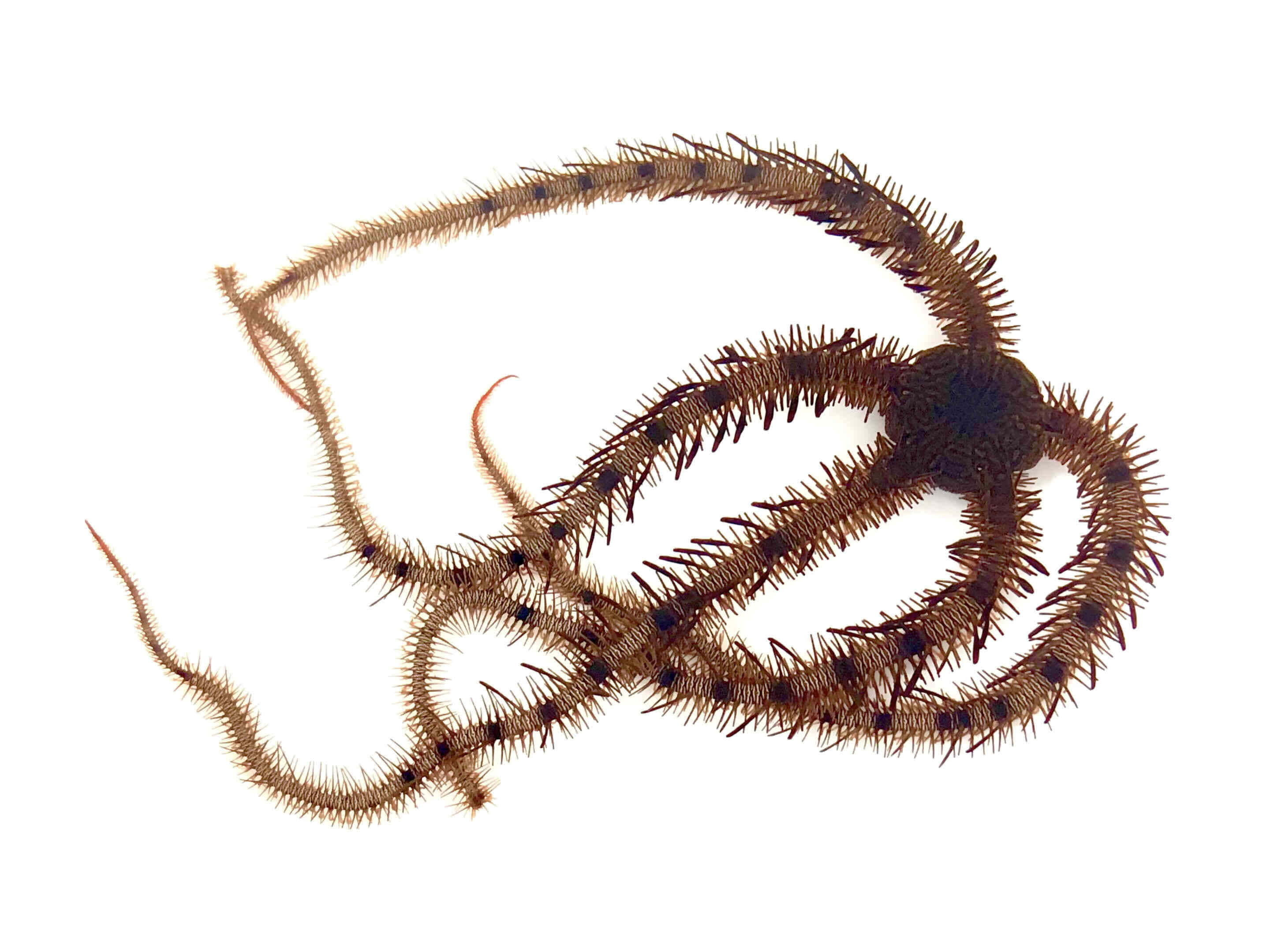 brittle star, spiny brittle star, brown arms, 2K Desktop Wallpaper