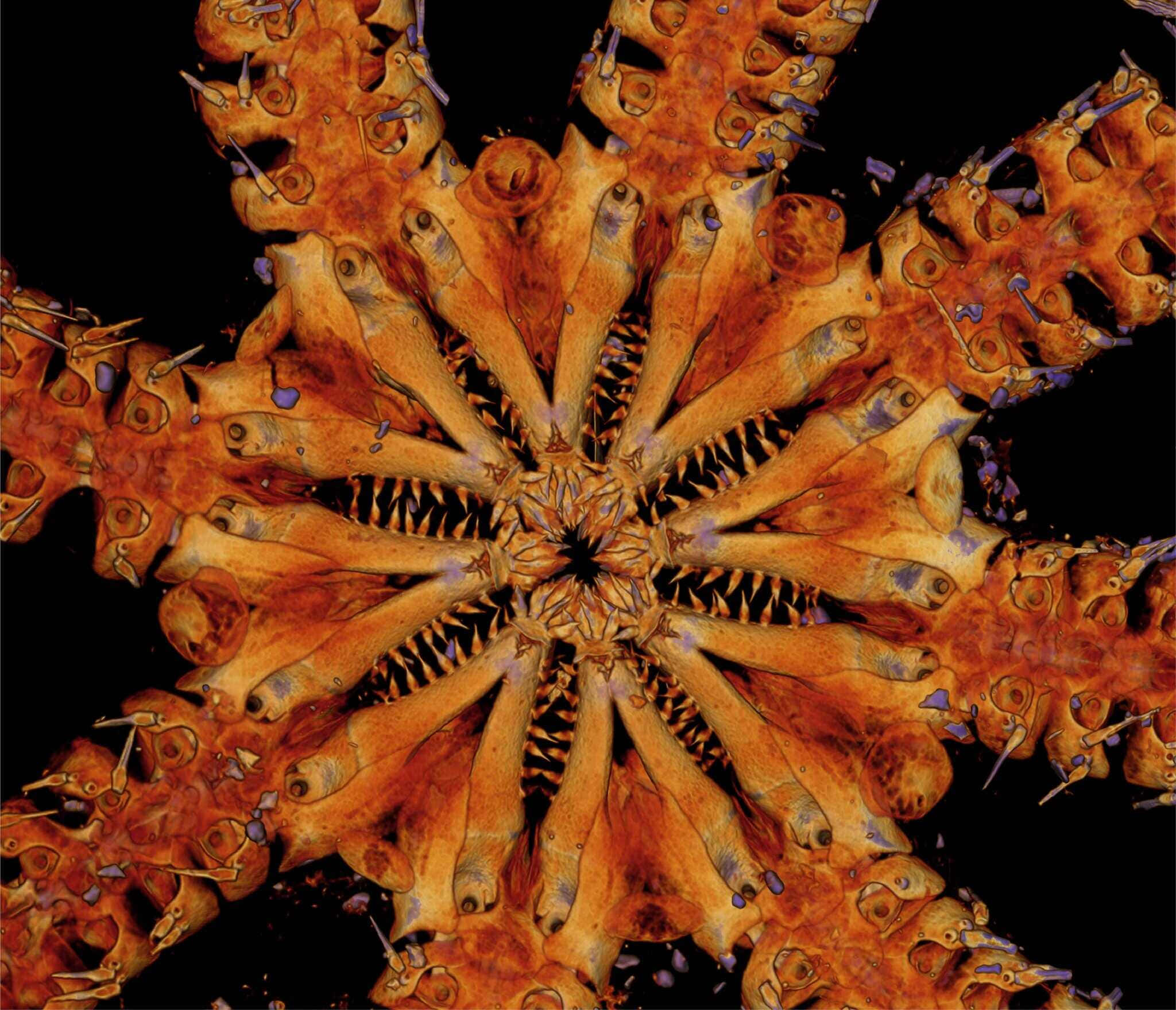 Brittle Star, radial symmetry, radiant orange, Full HD Desktop Wallpaper