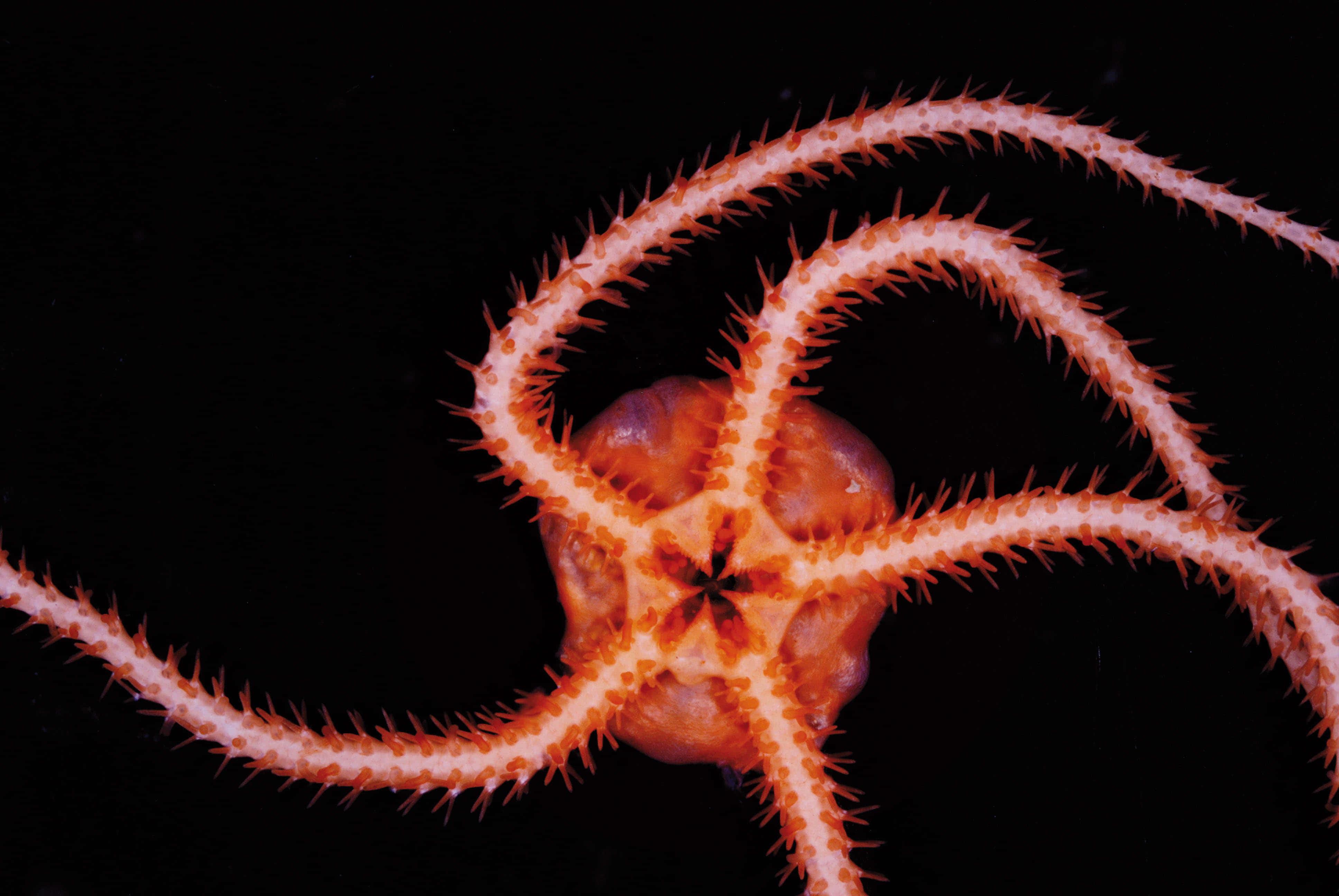 Brittle Star, spiny arms, vibrant orange, 4K Desktop Wallpaper