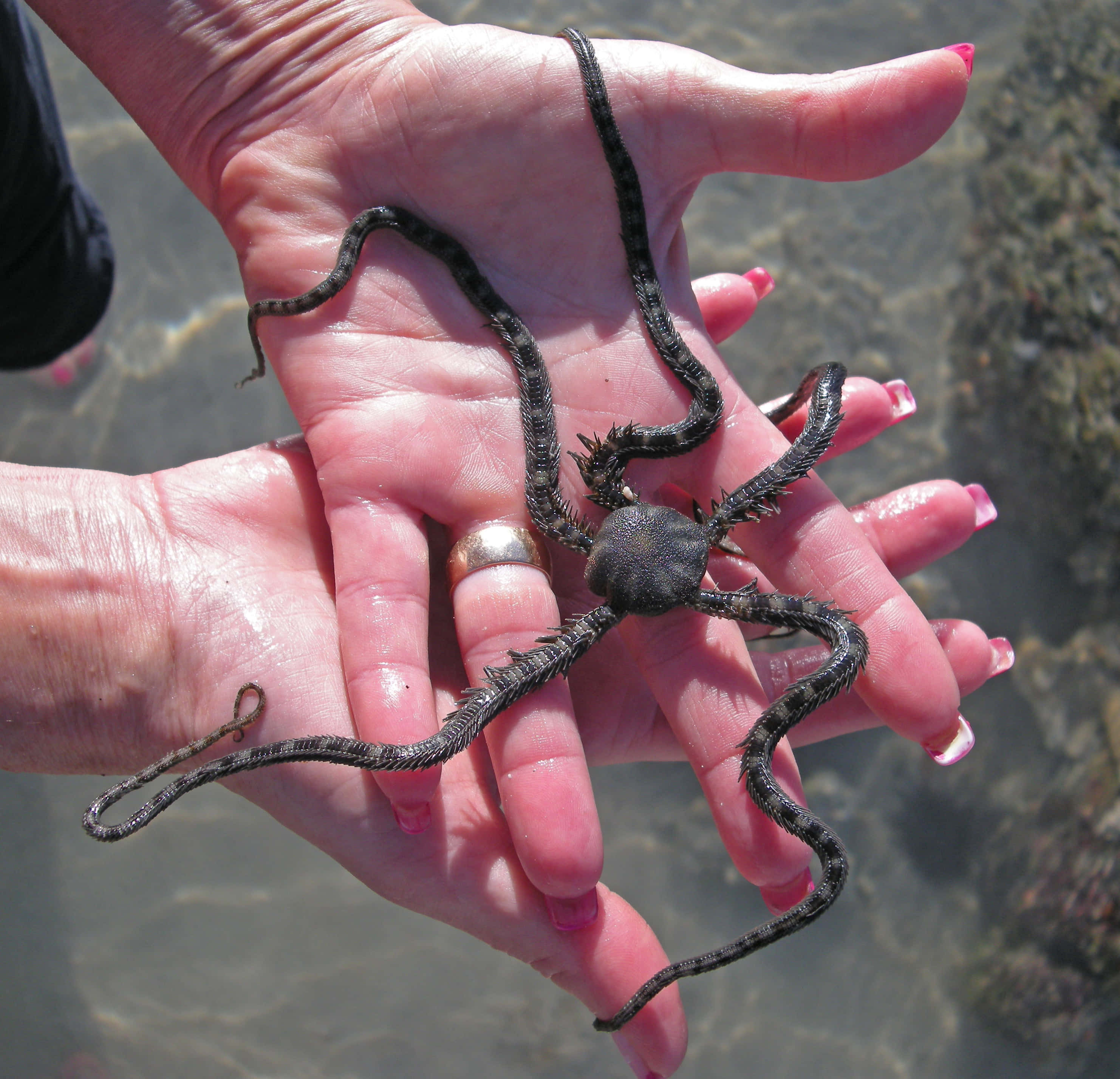 Brittle Star, dark spiny brittle star, shallow clear water, 2K Desktop Wallpaper