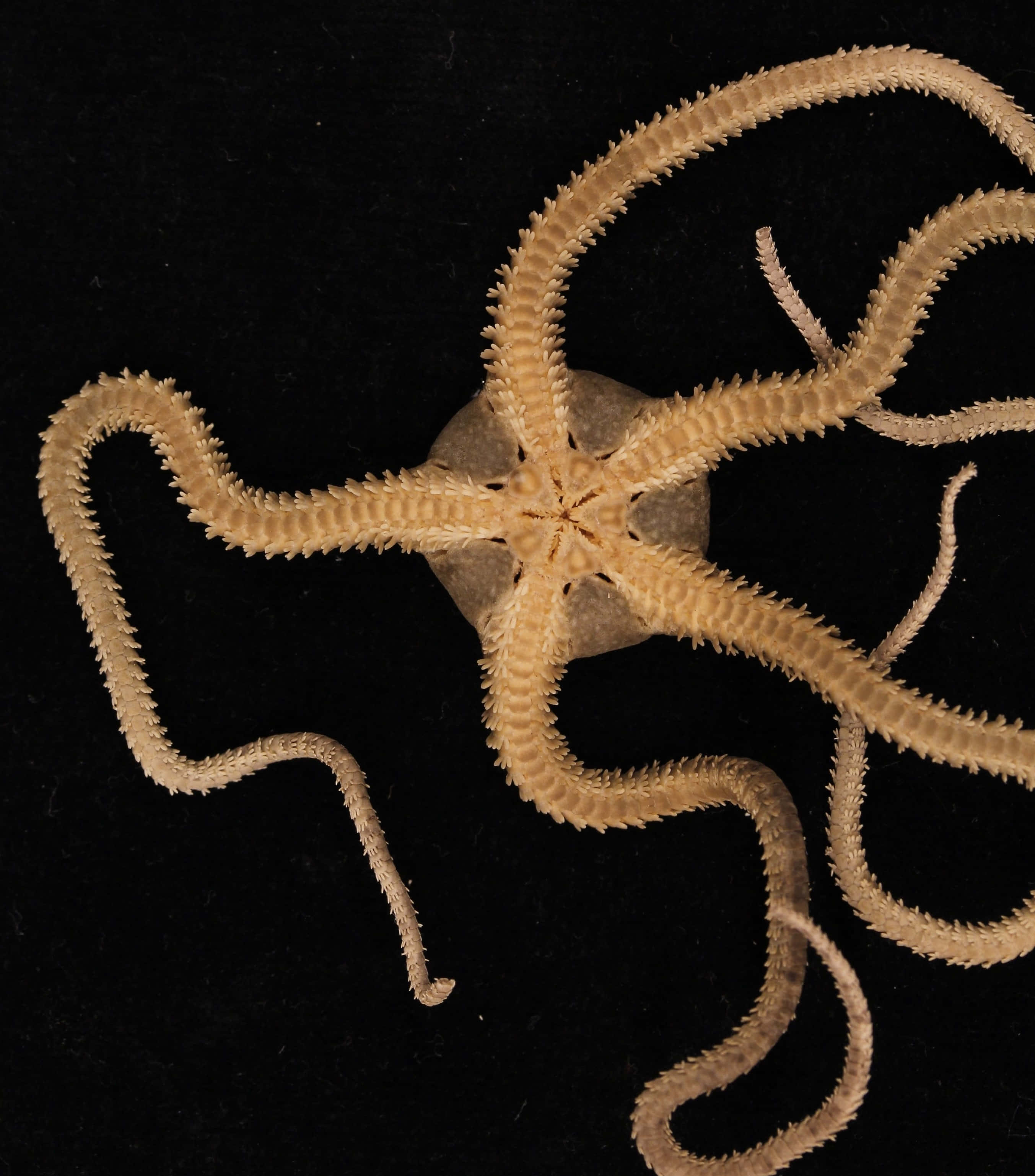 Brittle Star, beige, spiny arms, 2K Phone Wallpaper