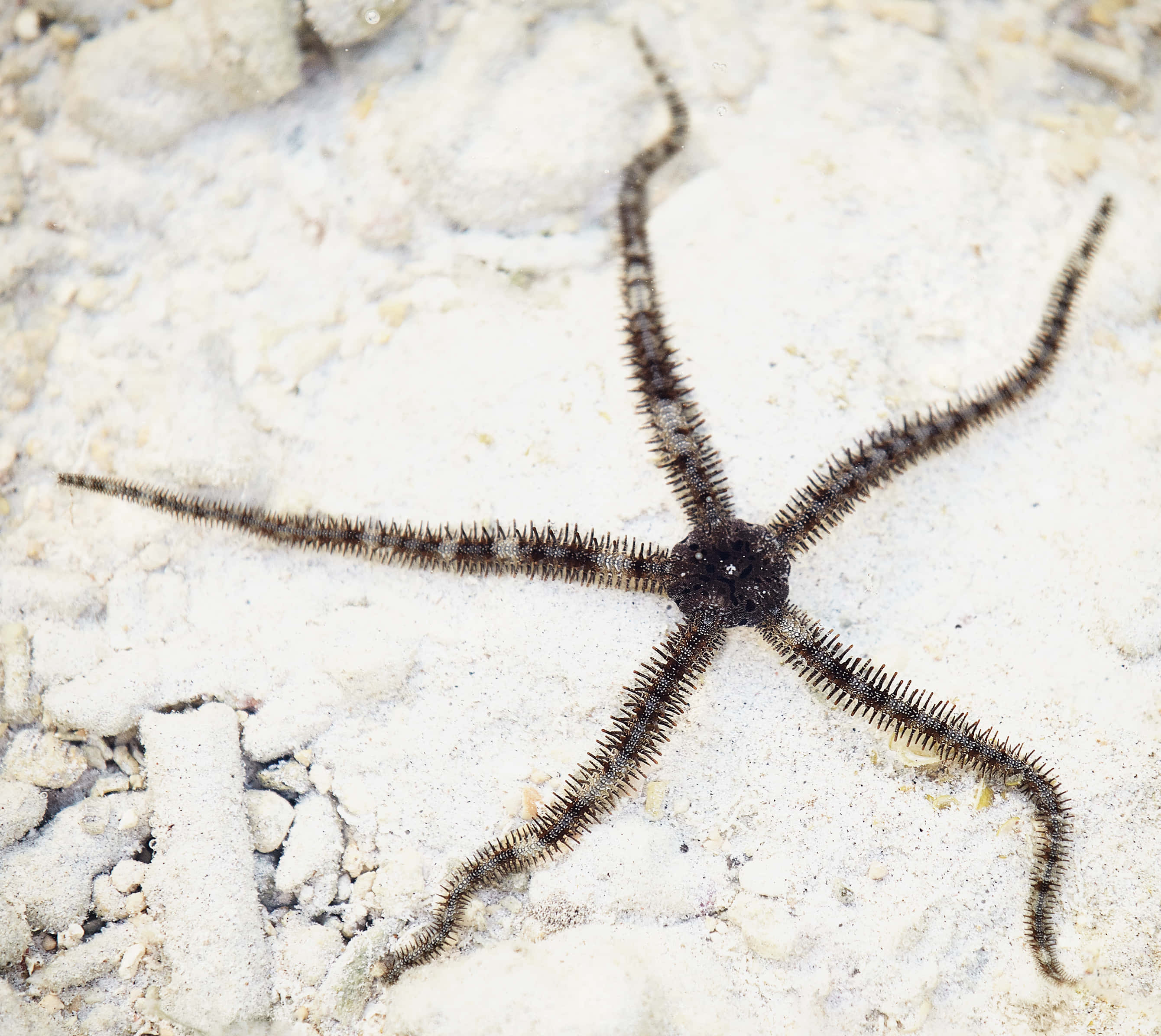 Brittle Star, sandy bottom, light sandy ocean floor, 2K Desktop Wallpaper