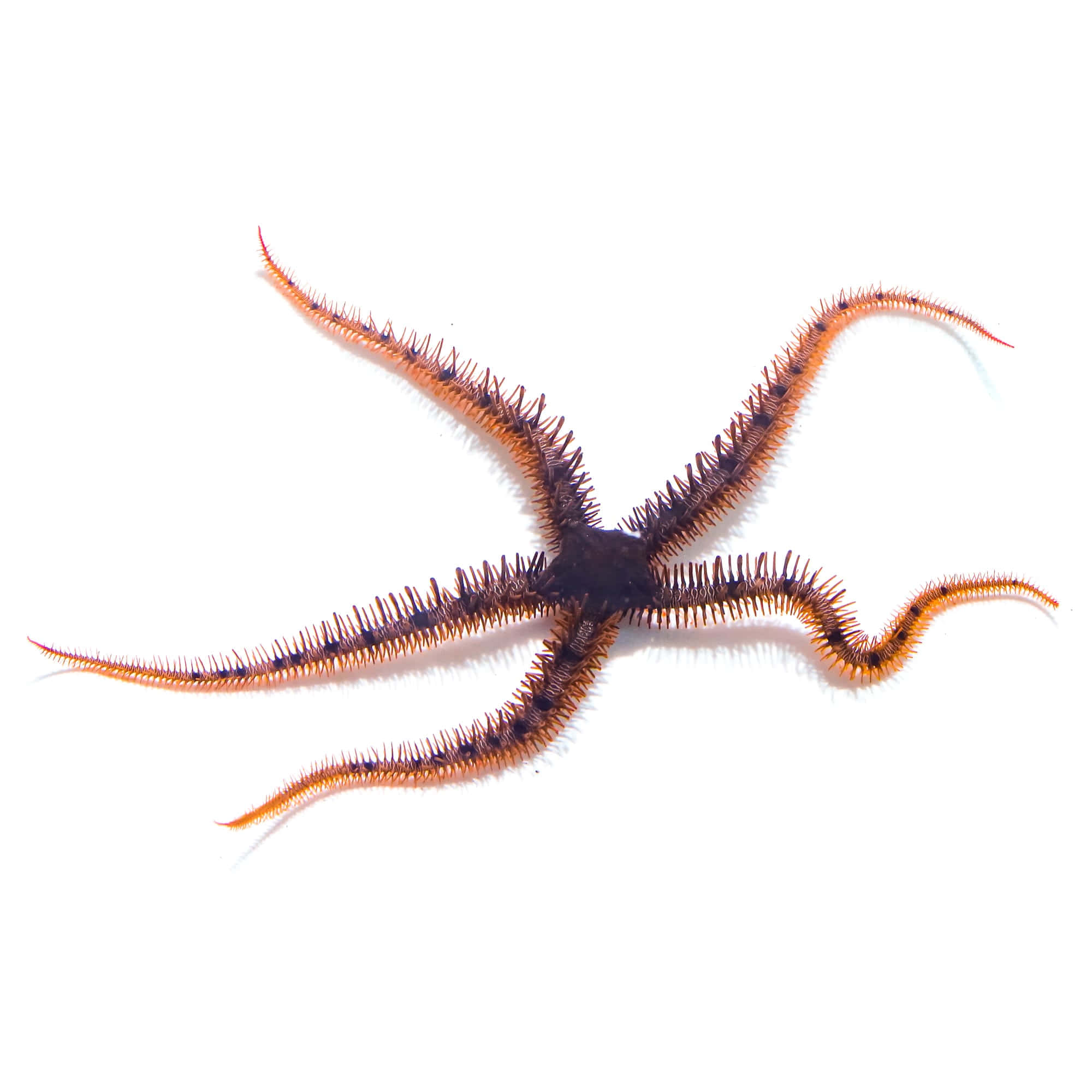 Brittle Star, spiny orange and brown, five arms, Full HD Desktop Wallpaper