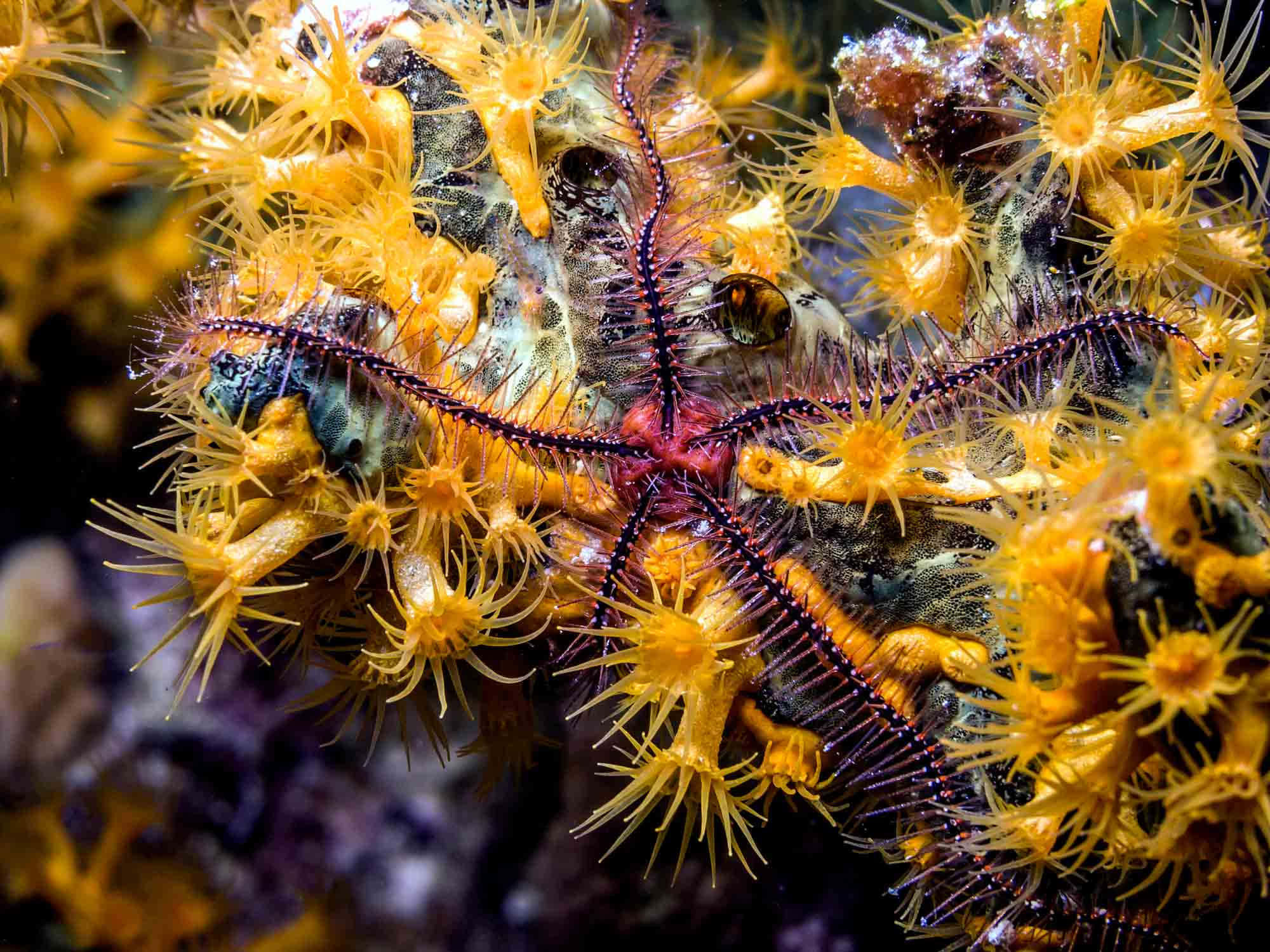 Brittle Star, coral polyps, vibrant orange sea anemone, Full HD Desktop Wallpaper