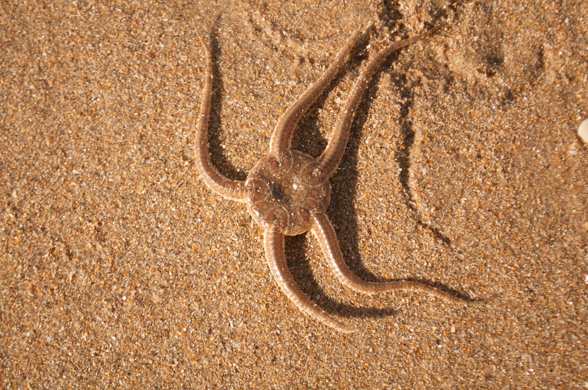 brittle star, marine environment, golden sand, Full HD Desktop Wallpaper