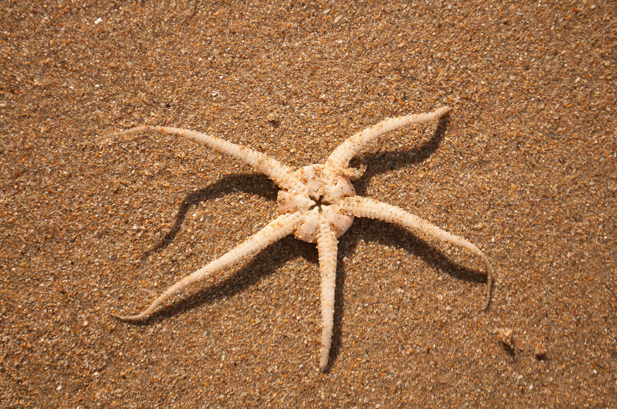 Brittle Star, sandy beach, textured brown sand, Full HD Desktop Wallpaper
