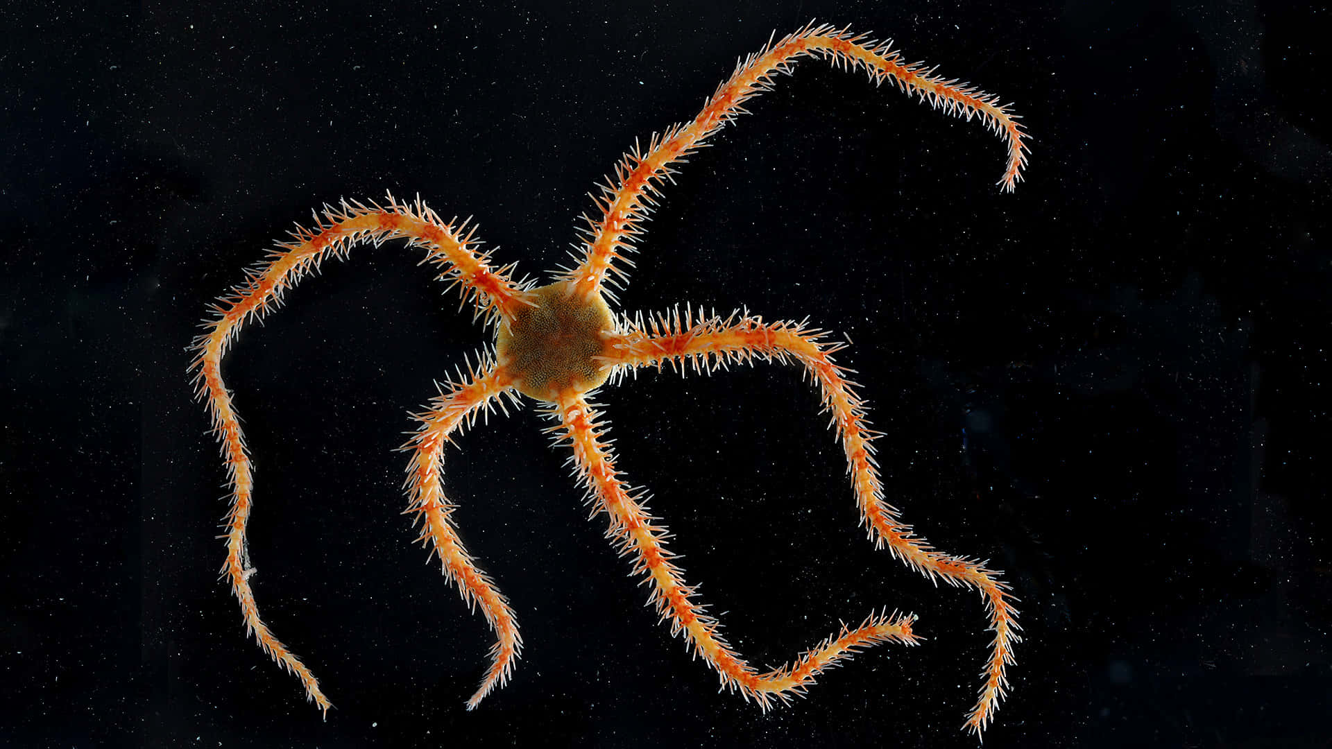 Orange Brittle Star, dark waters, vibrant orange, Full HD Desktop Wallpaper