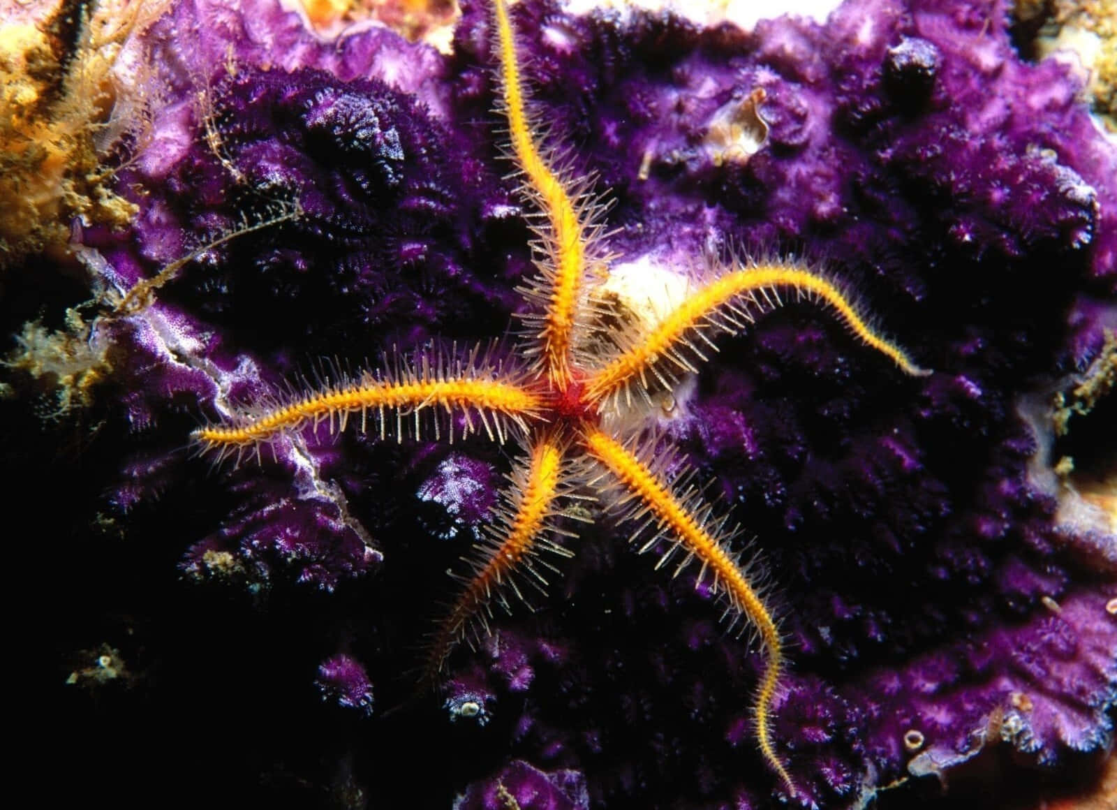 Brittle Star, coral reef, vibrant orange, HD Desktop Wallpaper