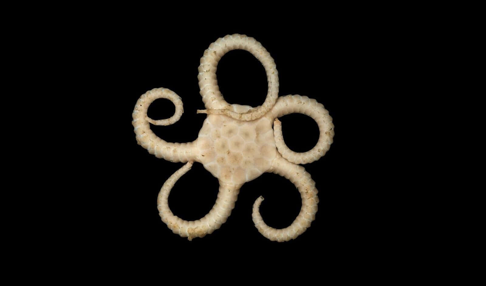 Brittle Star, pale cream-colored, five coiled arms, HD Desktop Wallpaper