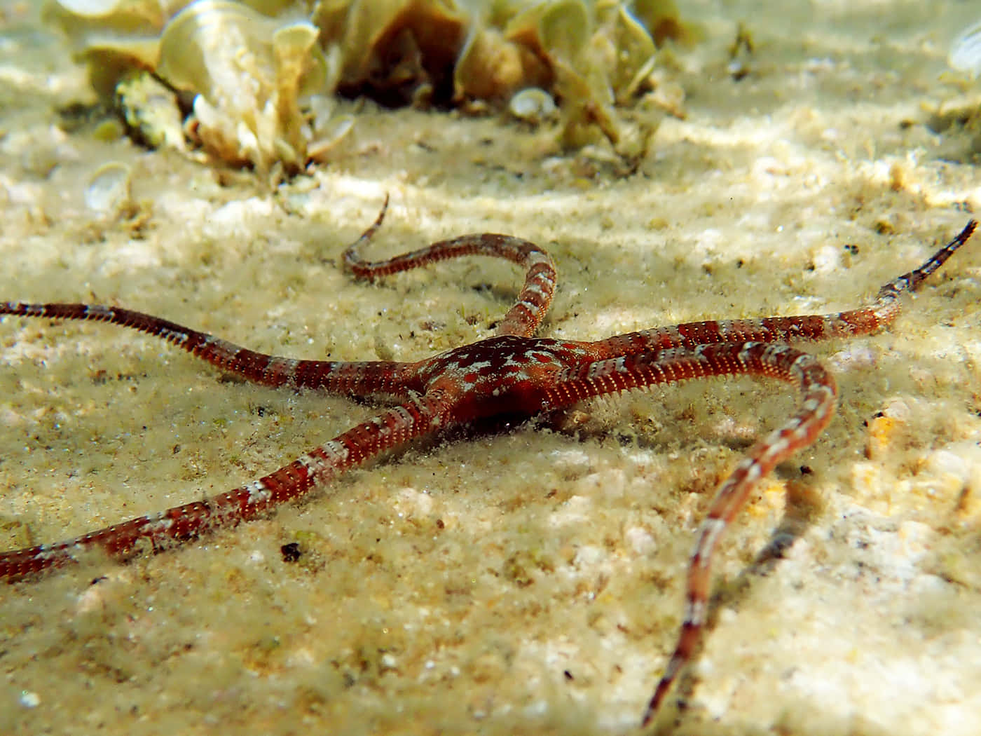Brittle Staron, seabed, vibrant red, HD Desktop Wallpaper