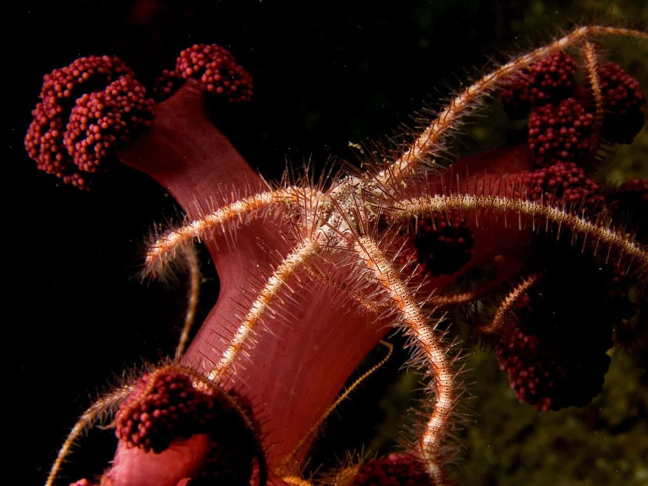 Brittle Star, vibrant pink sea anemone, feathery tentacles, HD Desktop Wallpaper