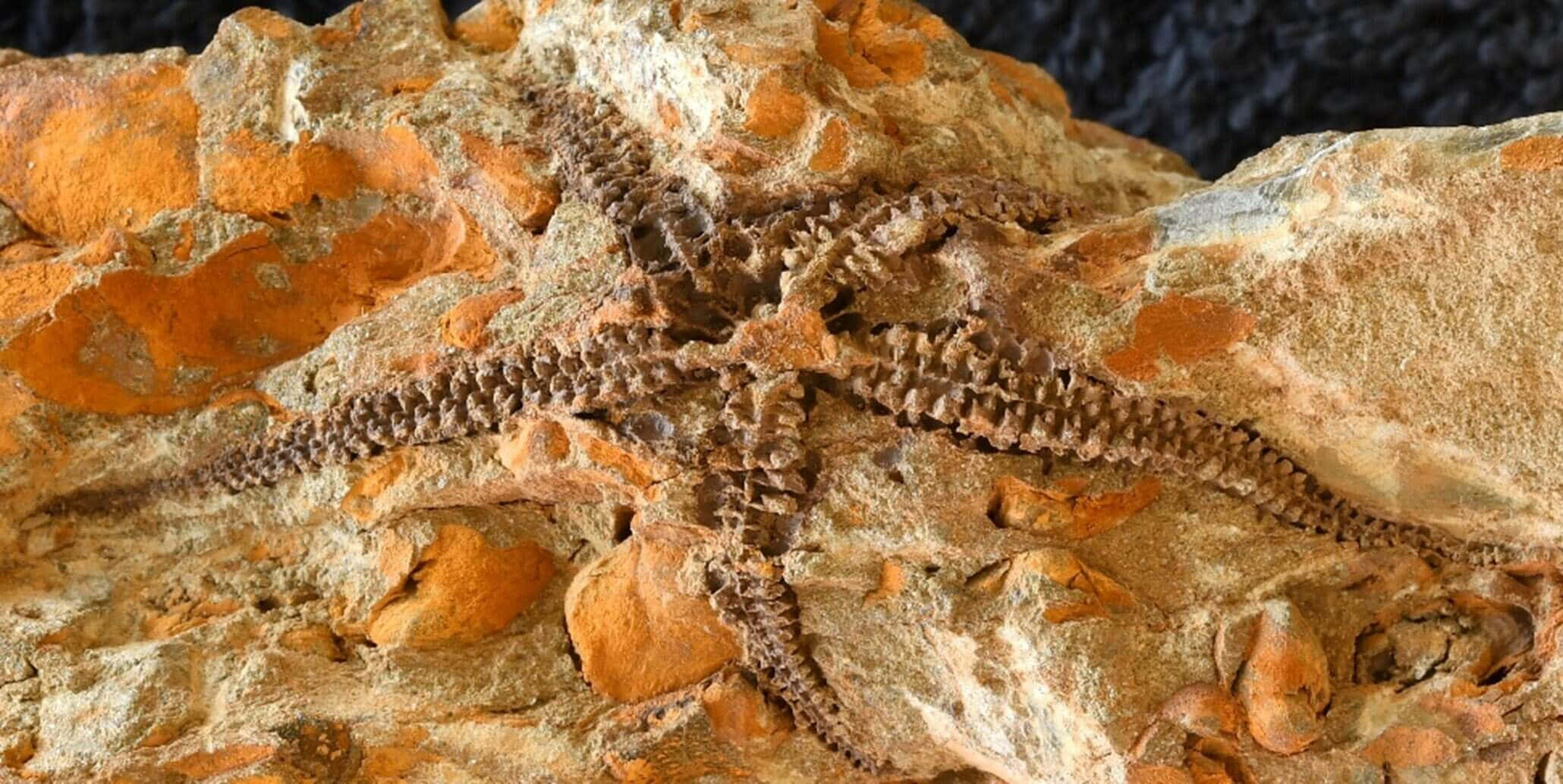 Brittle Star, rocky surface, textured orange and beige rock, Full HD Desktop Wallpaper
