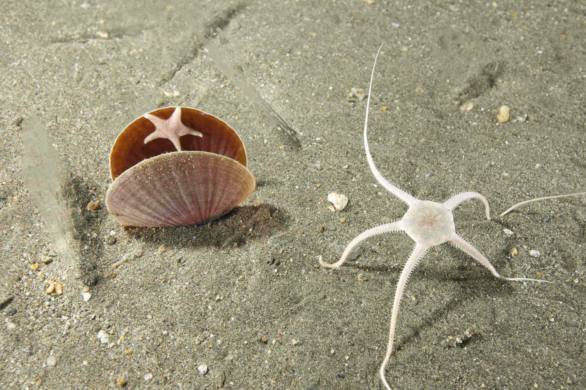 Brittle Star, sea shell, sandy bottom, Full HD Desktop Wallpaper