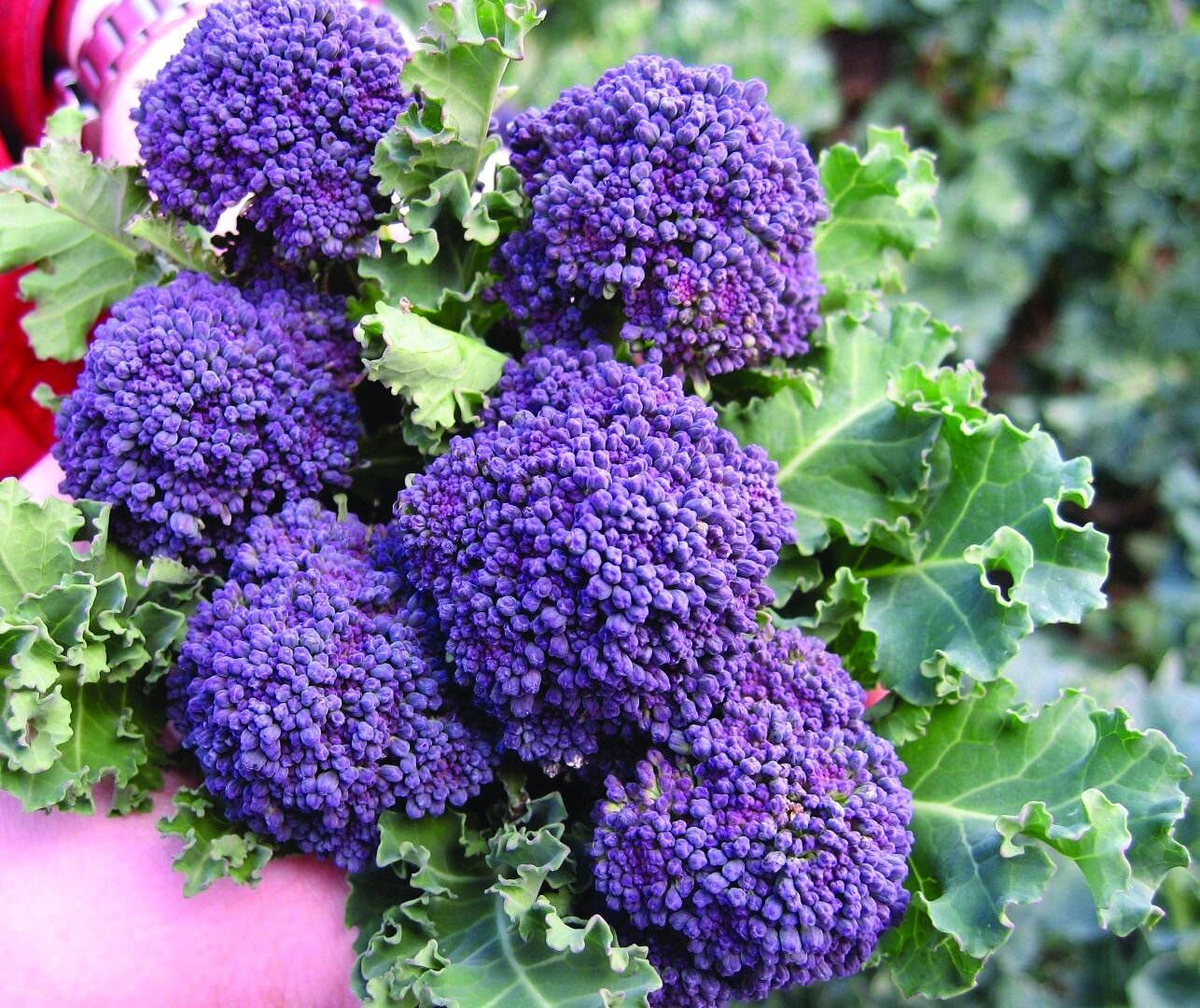 tiny purple broccoli garden, vibrant purple broccoli florets, curly green kale leaves, HD Desktop Wallpaper