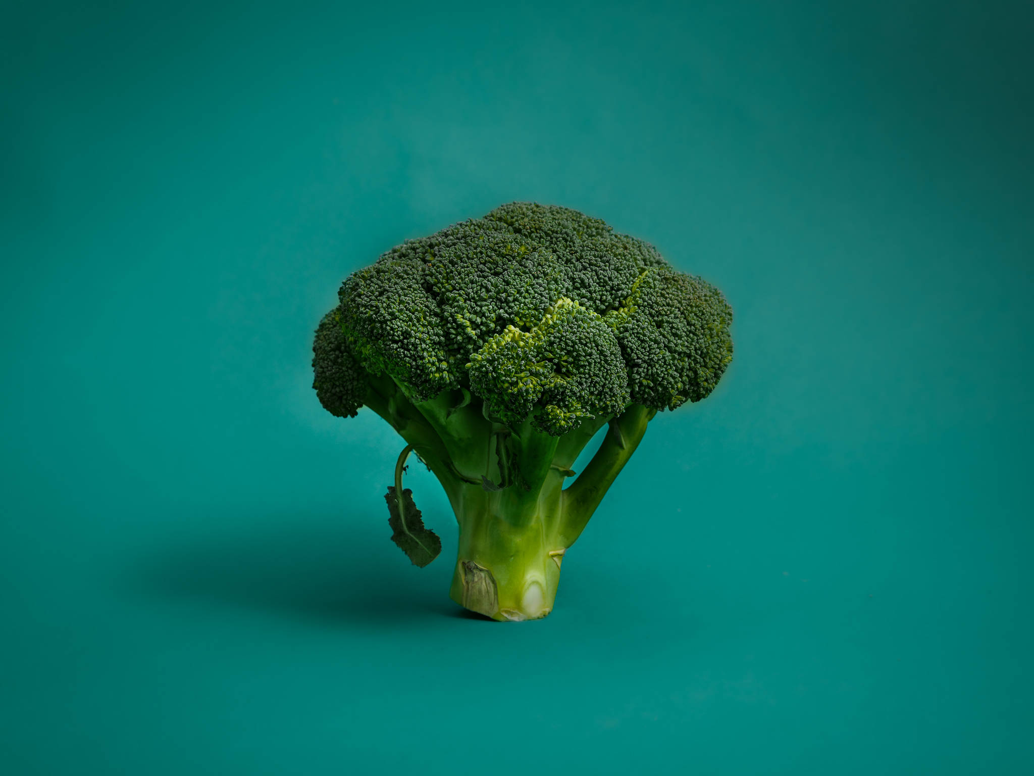 dainty one piece broccoli, broccoli, teal background, Full HD Desktop Wallpaper