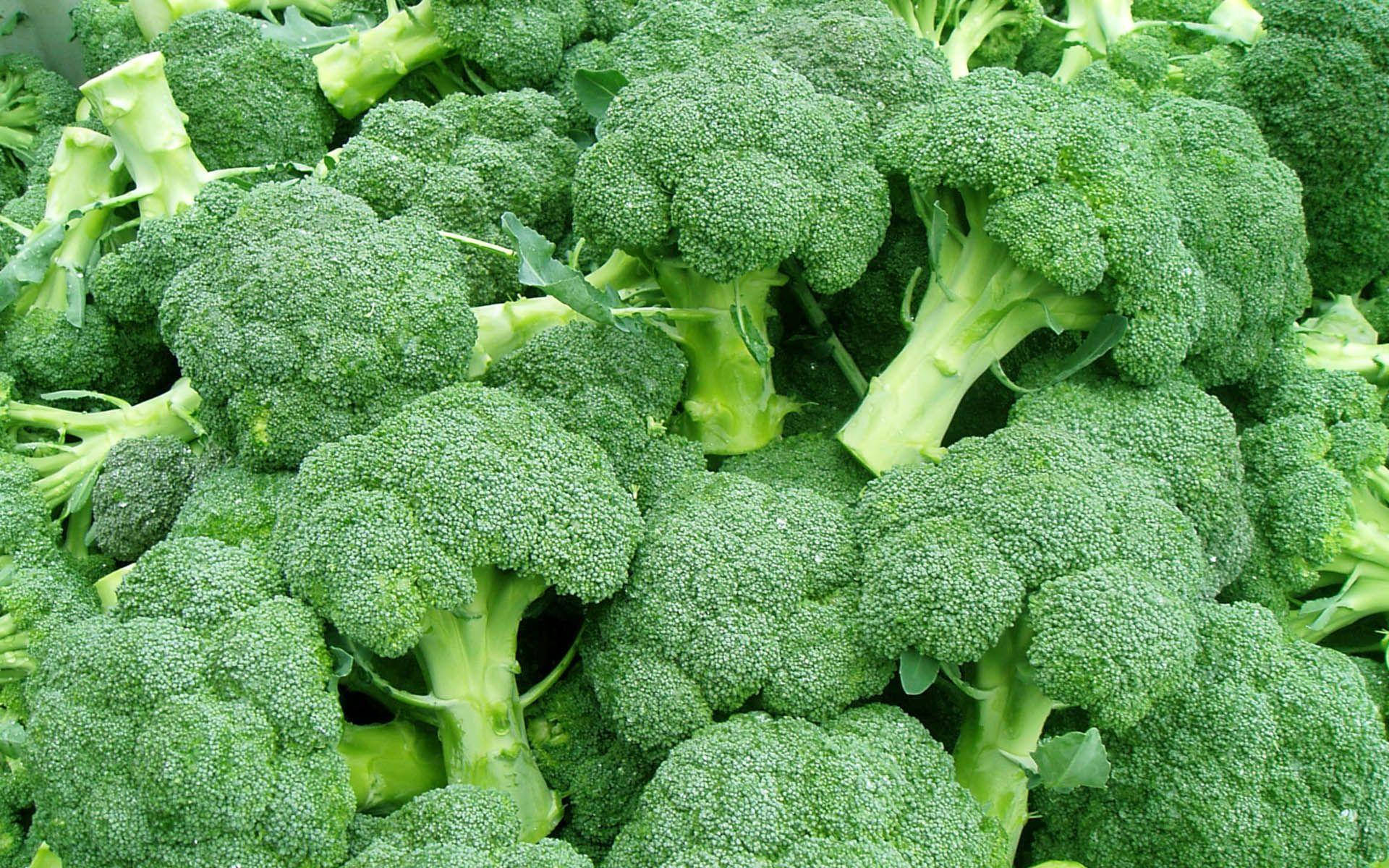 fresh green broccoli, textured florets, pale stems, Full HD Desktop Wallpaper