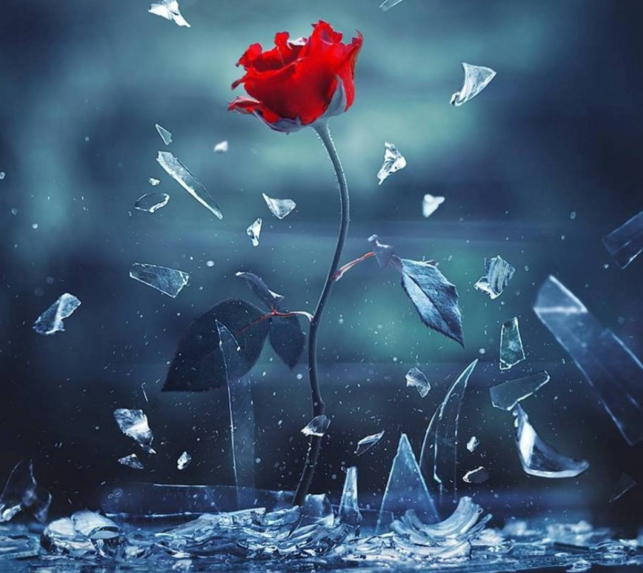 broken glass, vibrant red rose, shattered glass fragments, Full HD Desktop Wallpaper