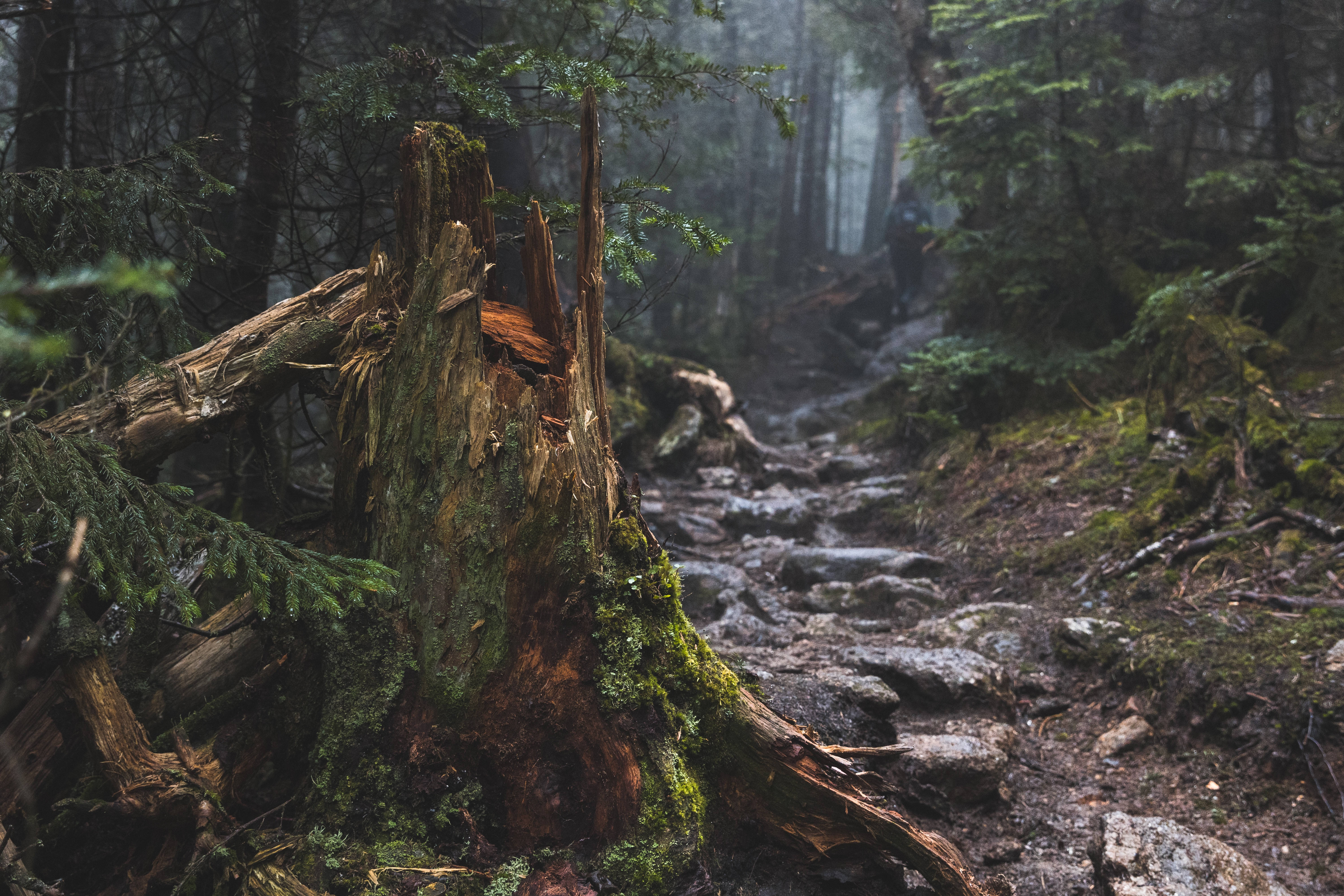 broken wood, misty forest trail, mossy fallen tree stump, 5K Desktop Wallpaper
