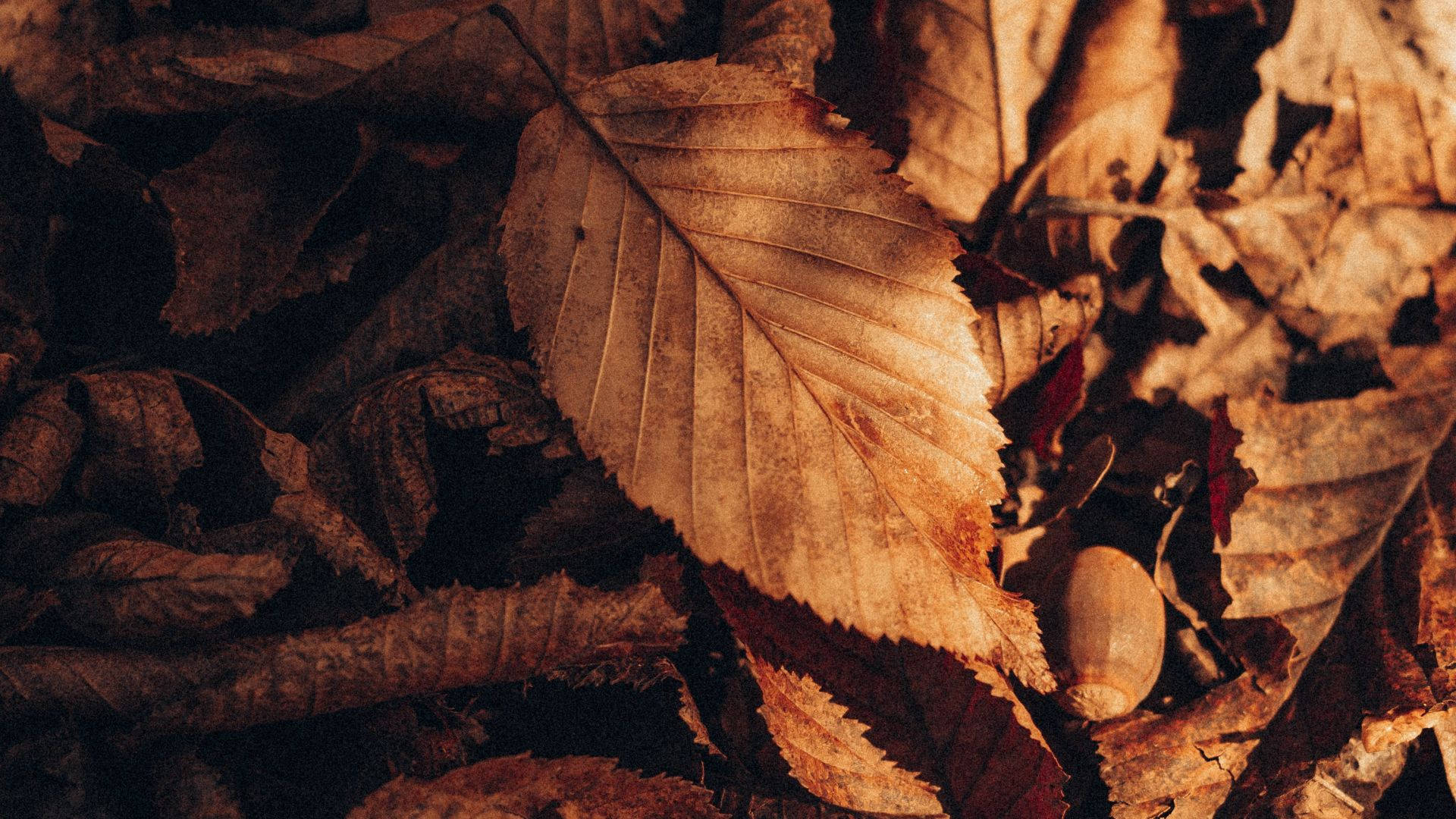 dried brown aesthetic leaves, autumn foliage, warm golden light, Full HD Desktop Wallpaper