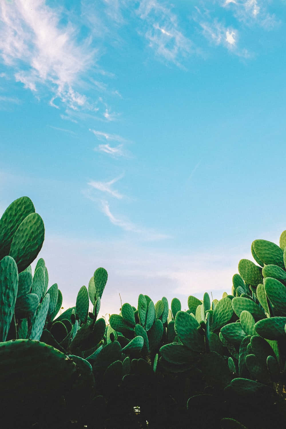 blue, green, prickly pear cacti, HD Phone Wallpaper