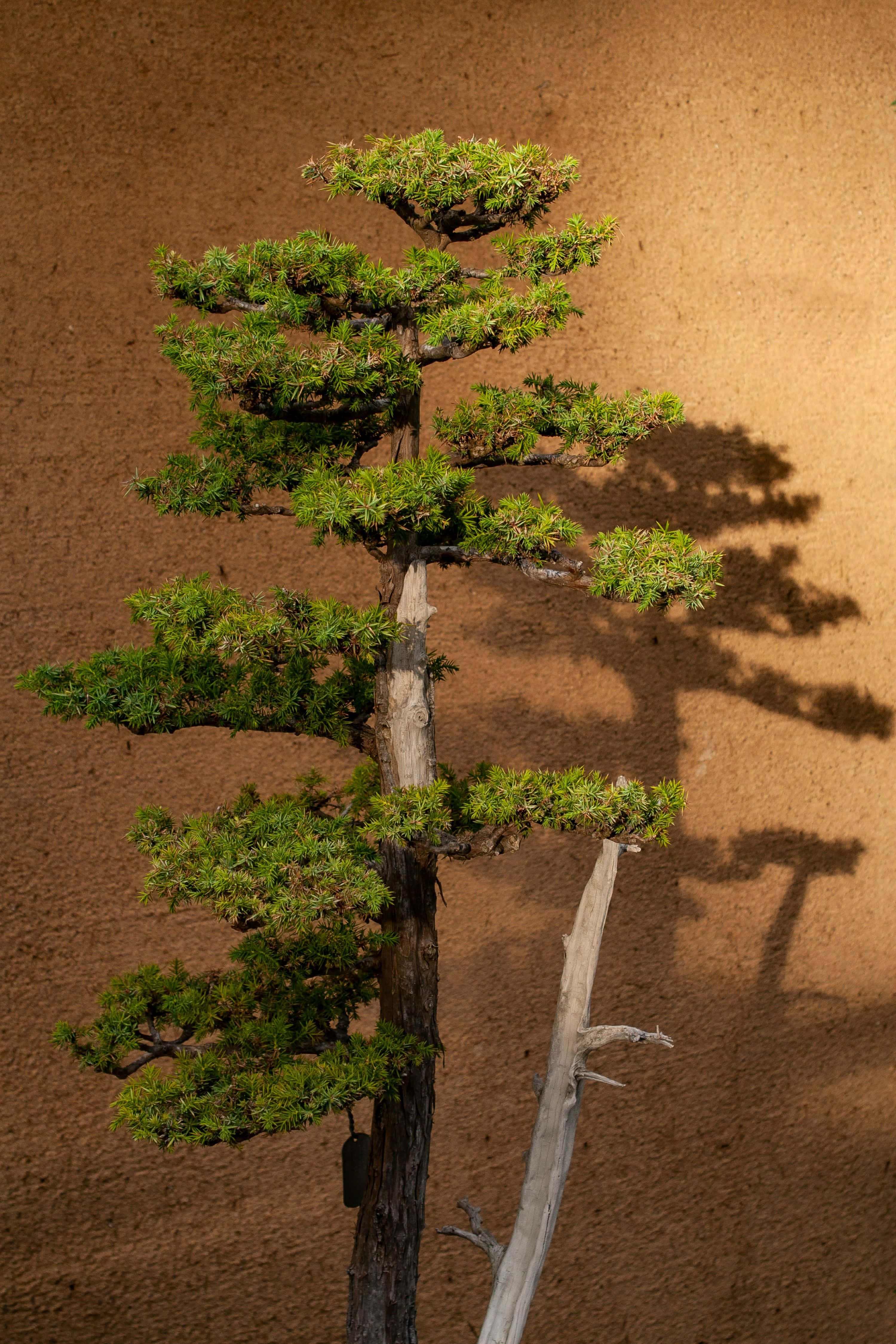 bonsai tree, vibrant green foliage, textured terracotta wall, 4K Phone Wallpaper