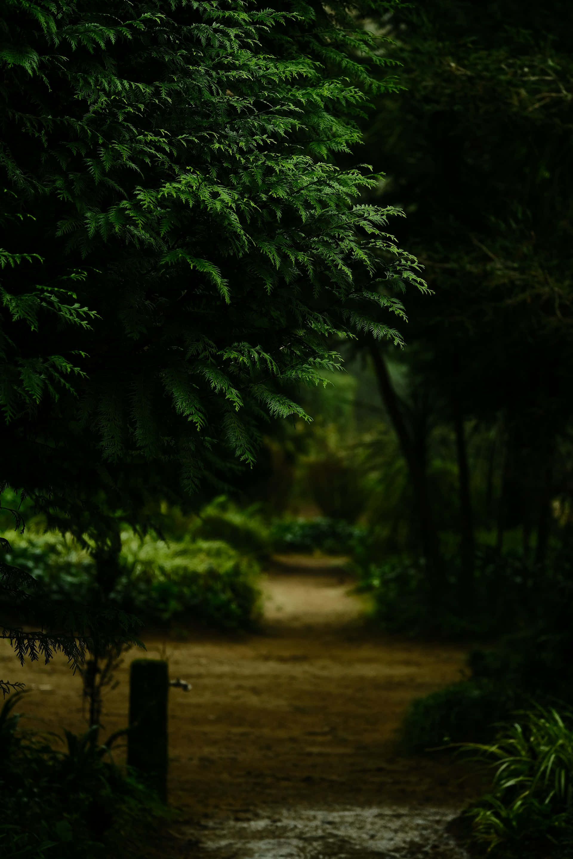 enchanted forest pathway, dirt path, dark green forest, 2K Phone Wallpaper