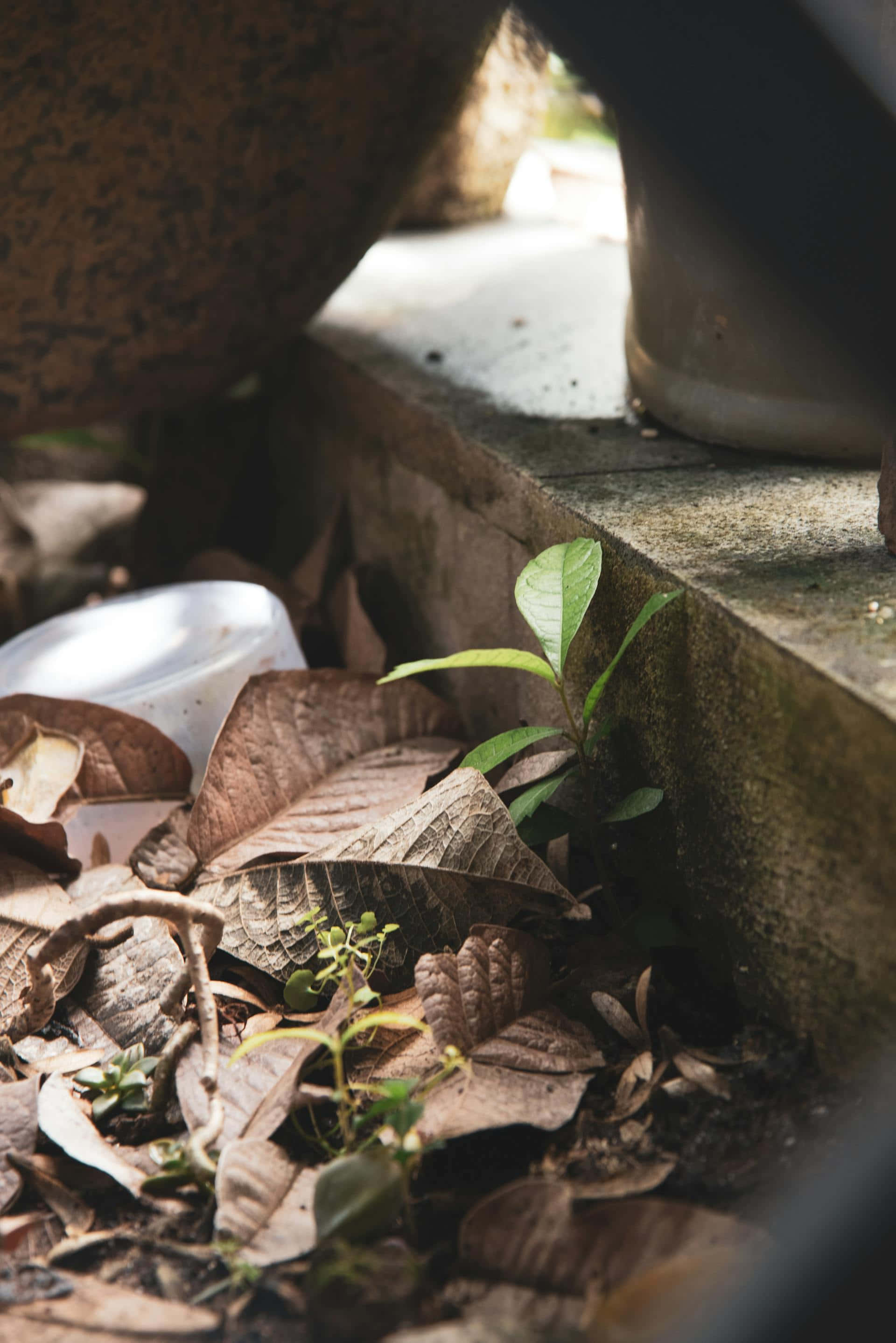 green plant, dry brown leaves, concrete, 2K Phone Wallpaper