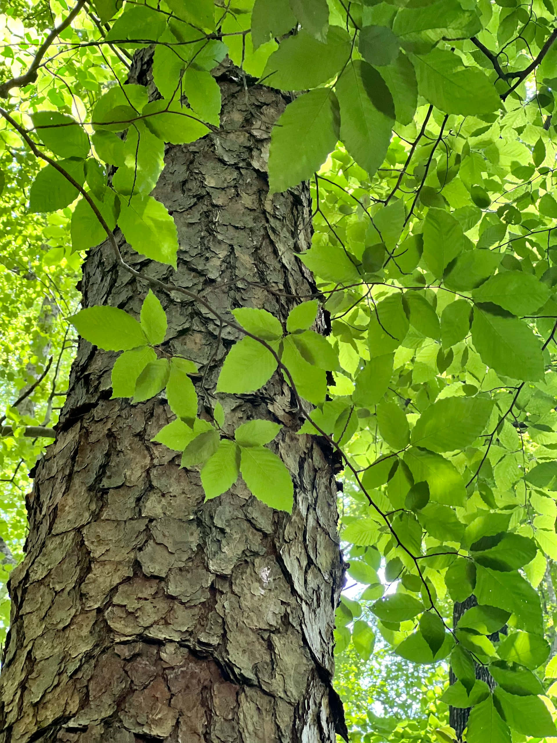 vibrant green leaves, textured bark, tree trunk, 2K Phone Wallpaper