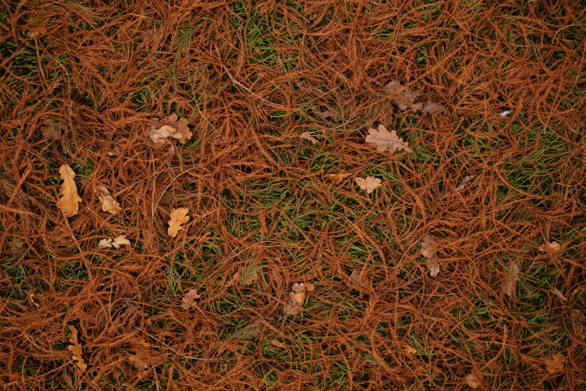 autumnal pine needles, rusty orange pine needles, vibrant green grass, Full HD Desktop Wallpaper