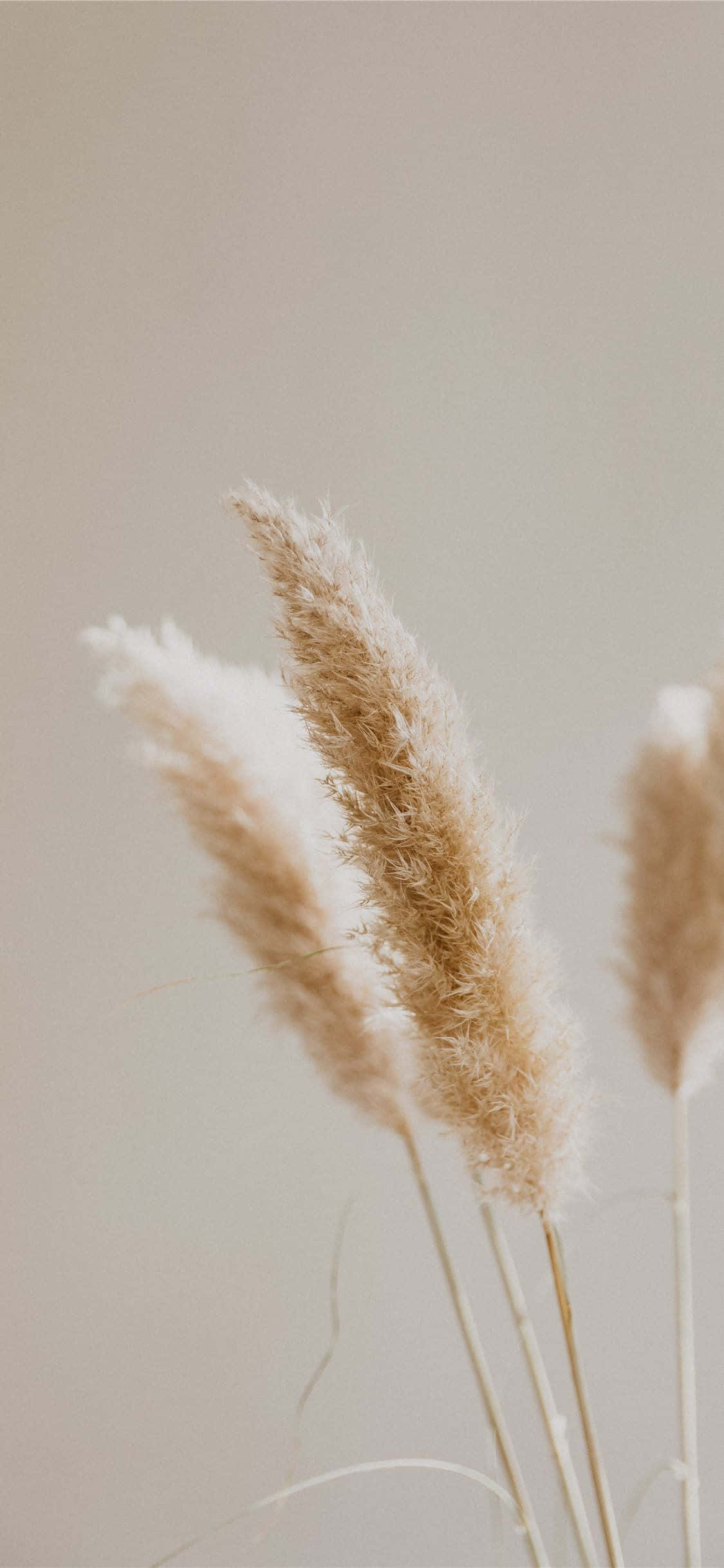 beige, pampas grass, muted neutral background, Full HD Phone Wallpaper