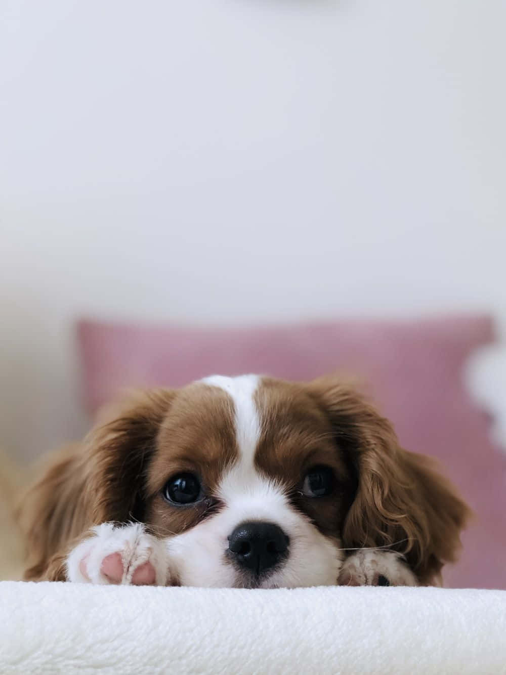 Cavalier King Charles Spaniel, brown and white, white blanket, HD Phone Wallpaper