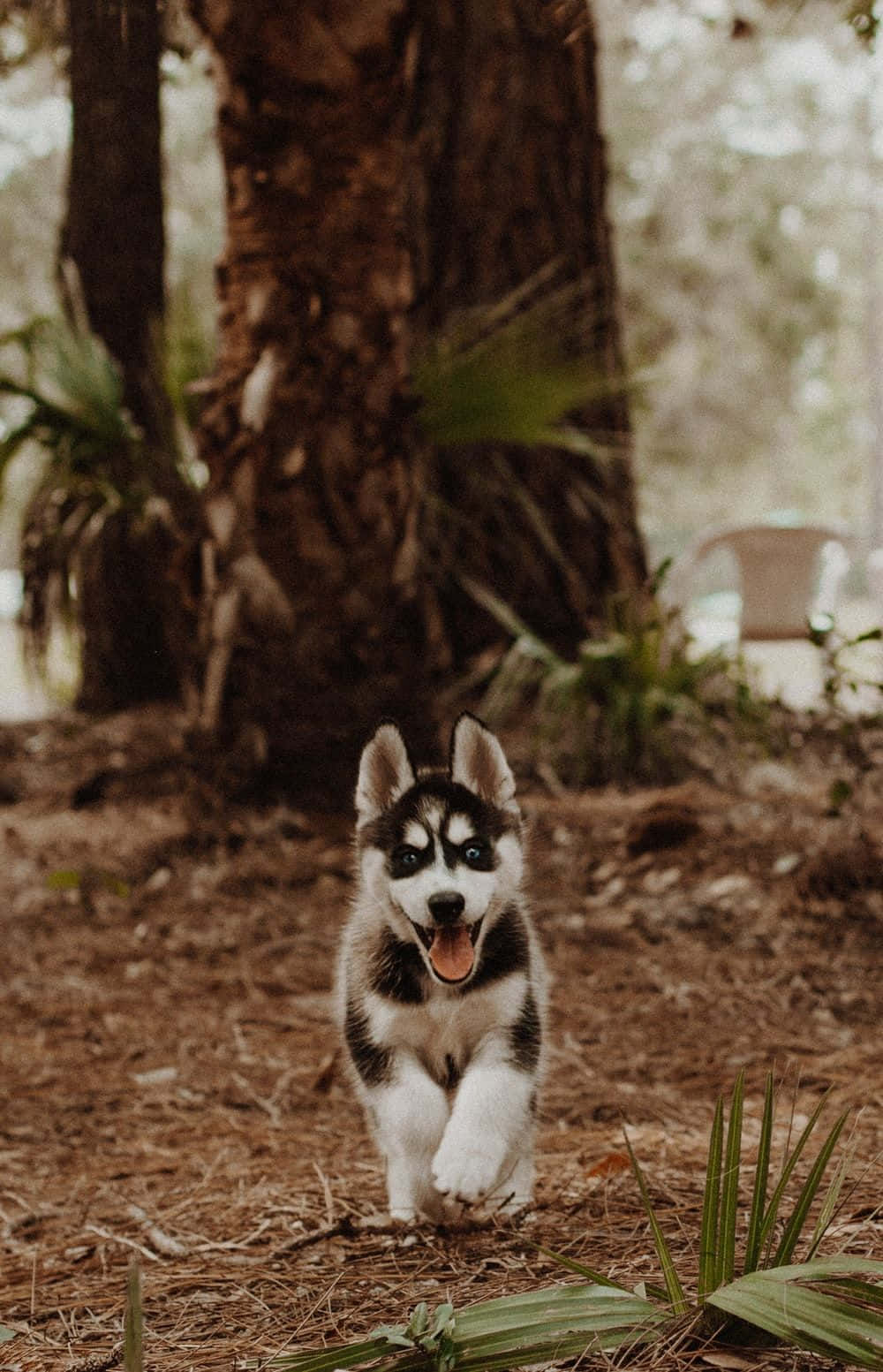 brown and white, husky puppy, dry pine needles, HD Phone Wallpaper