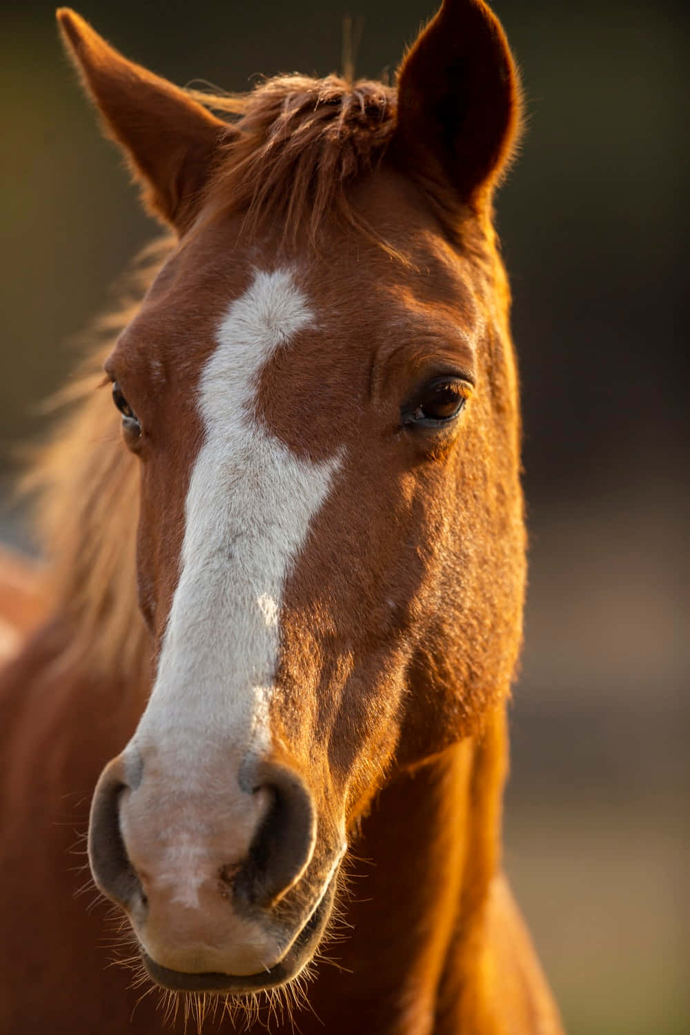 chestnut horse, white blaze, warm golden light, HD Phone Wallpaper