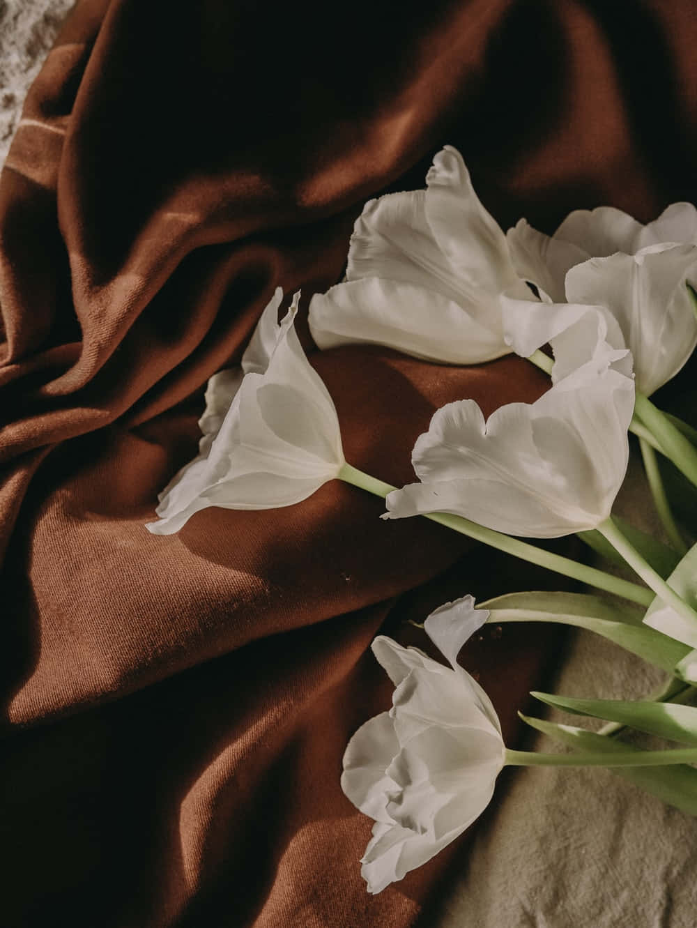 White tulips, rich brown silk fabric, soft natural light, HD Phone Wallpaper