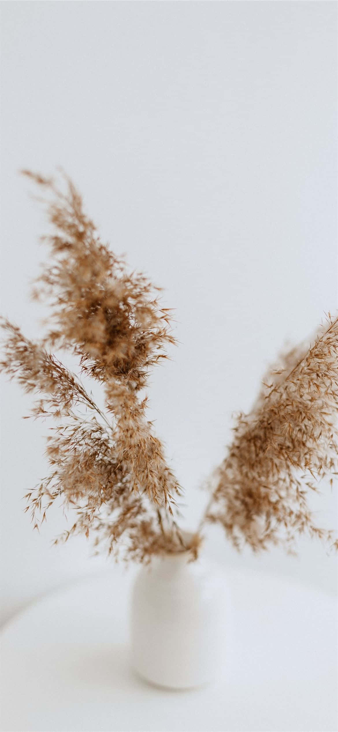 brown and white, dried pampas grass, white vase, Full HD Phone Wallpaper